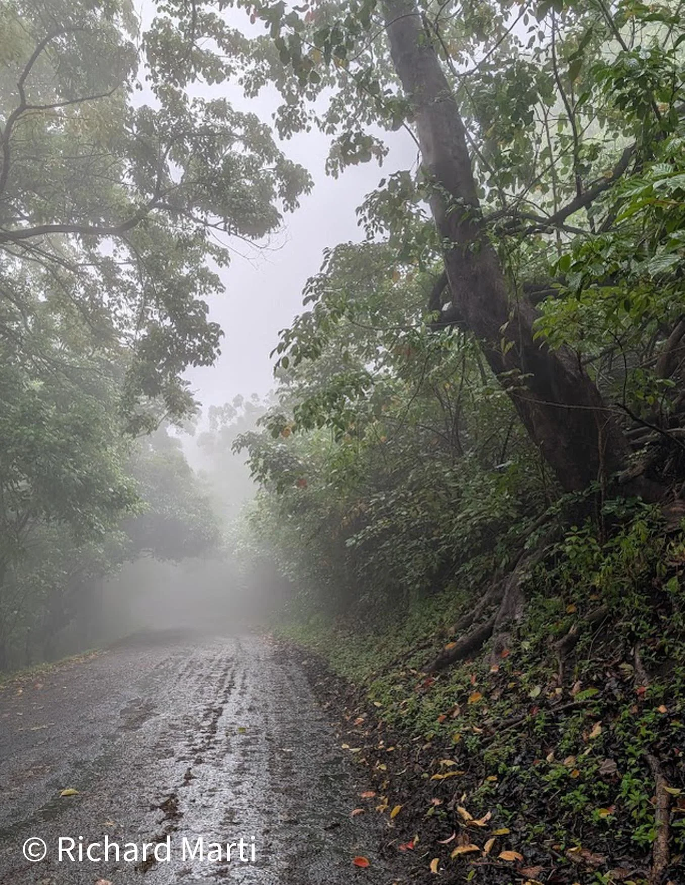 Rain Forrest Web.jpg