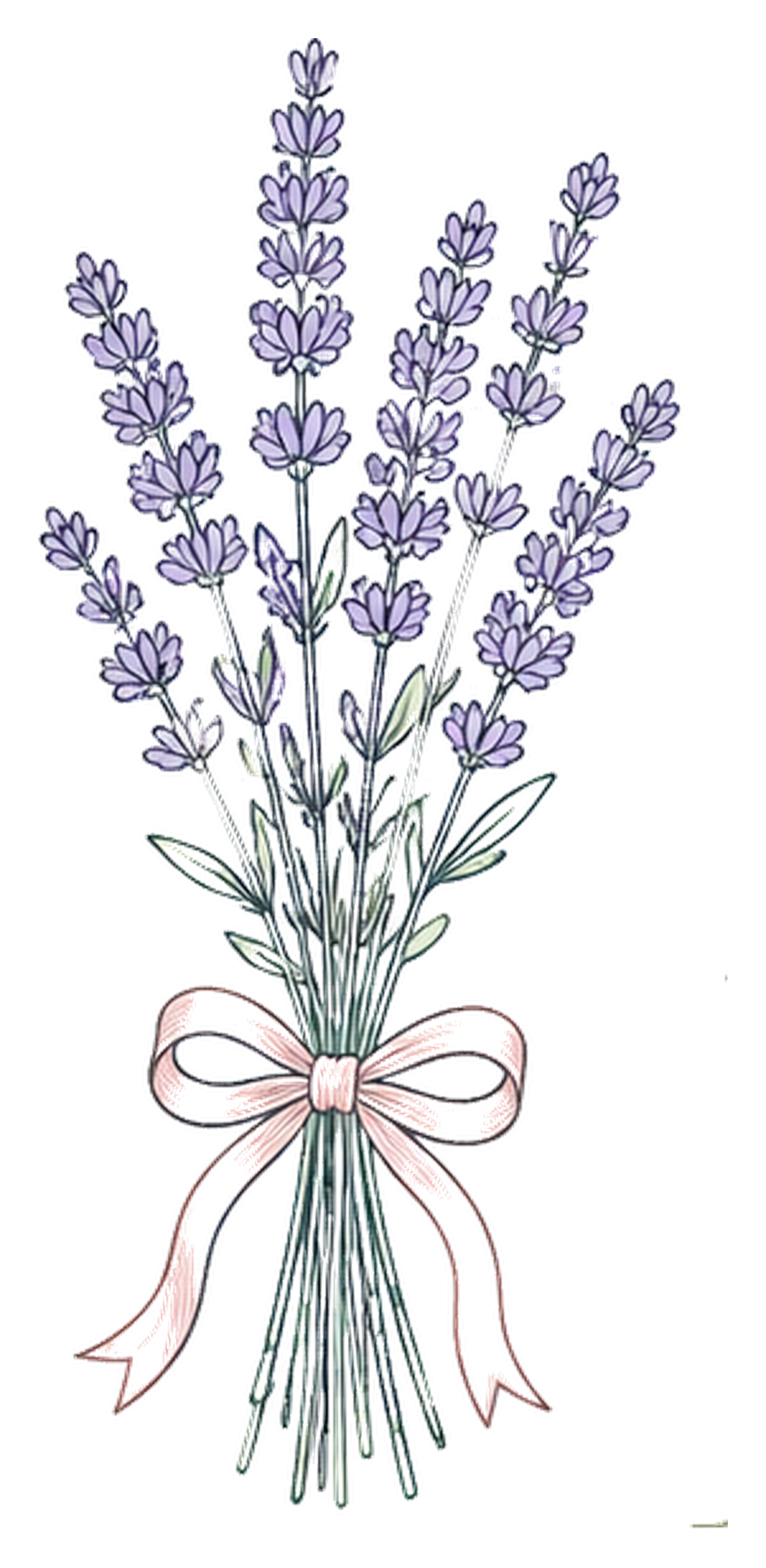 Illustration of a bouquet of lavender flowers tied with a pink ribbon.