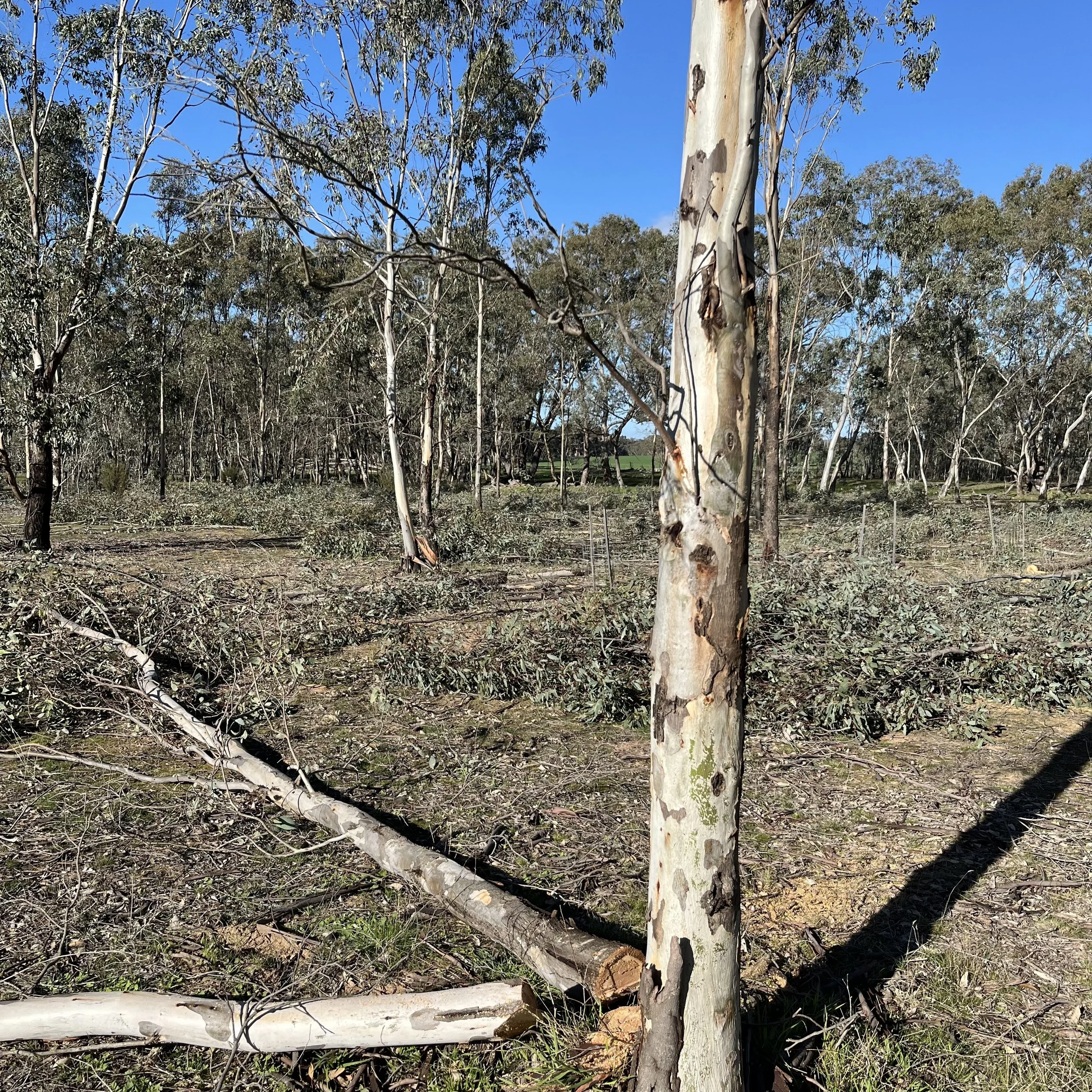 Central Victorian river red gum (Eucalyptus camaldulensis) dense stand following ecological thinning to improve water retention, forest structure and habitat.