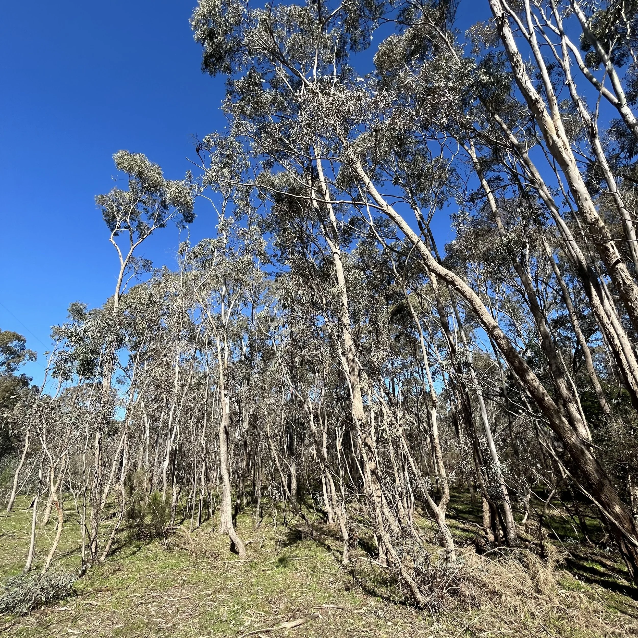 Central Victorian, Castlemaine Dense river red gum (Eucalyptus camaldulensis) showing tree growth prior to ecological thinning