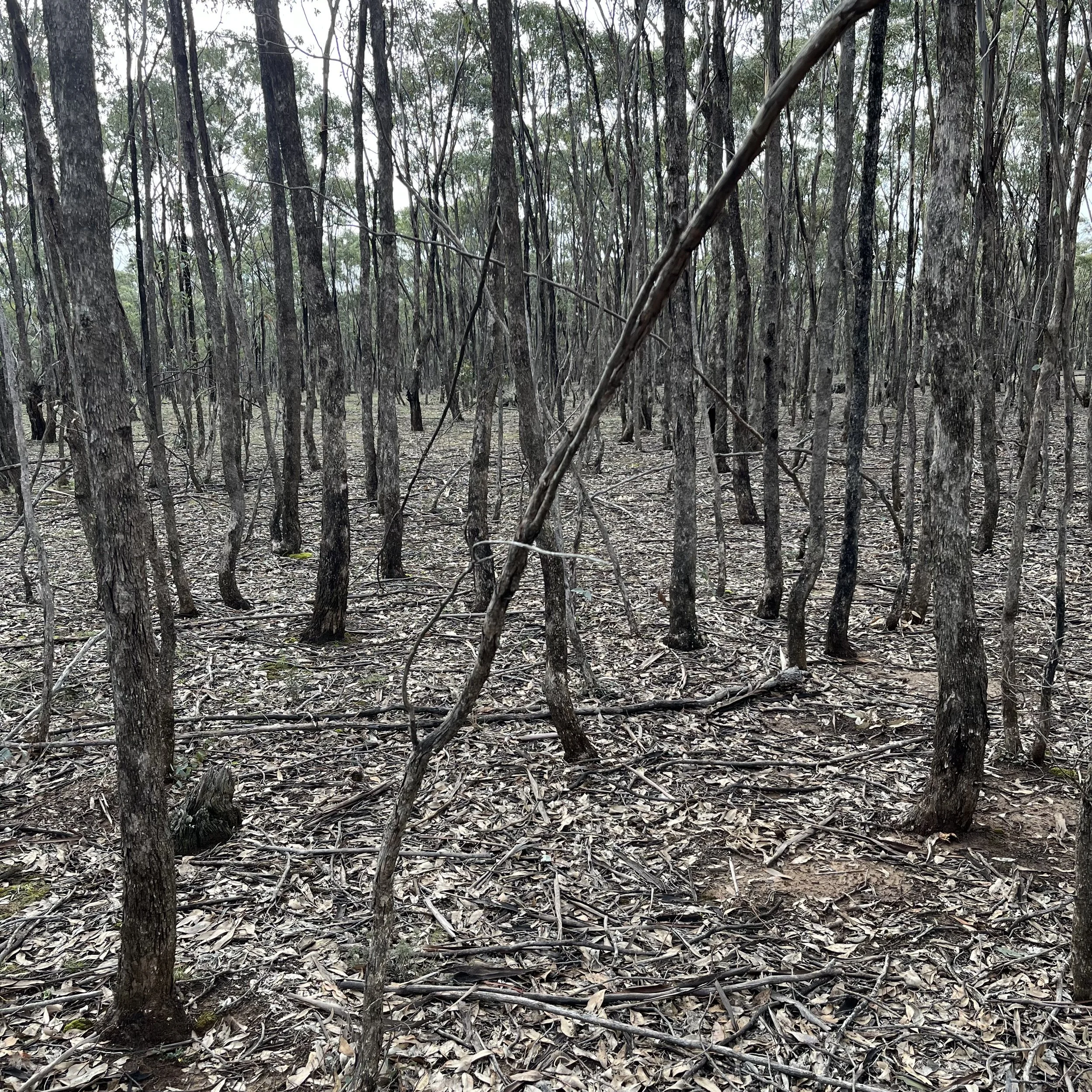 Dense Grey Box ( Eucalyptus macrocarpa) woodland in Central Victoria prior to ecological thinning and vegetation management