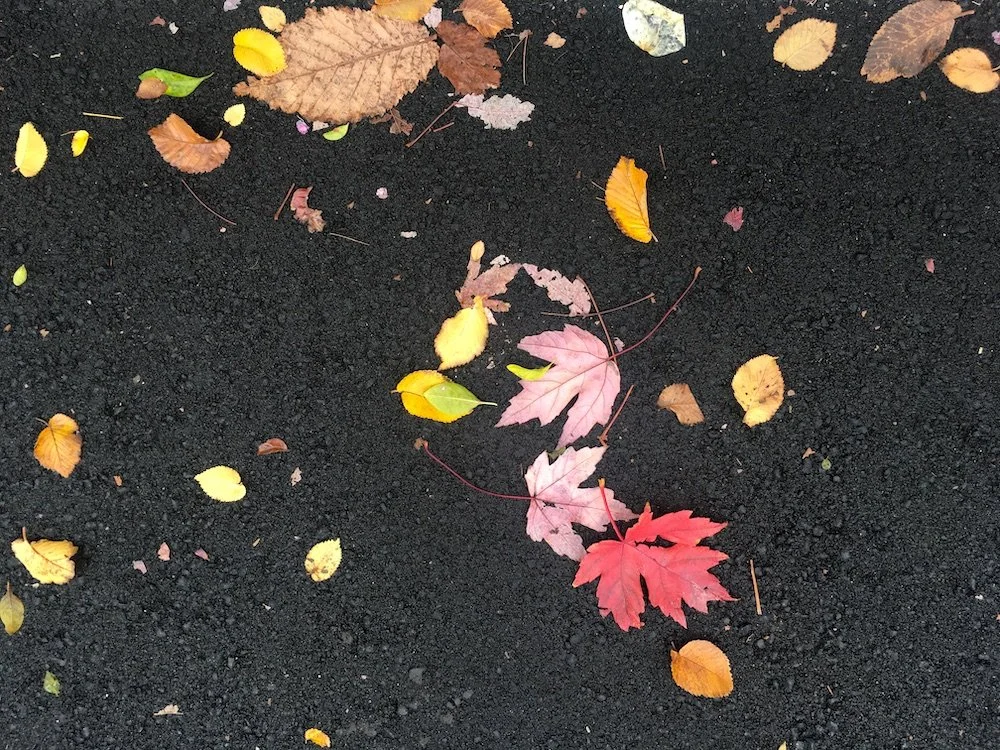 Colourful autumn leaves against black bitumen.