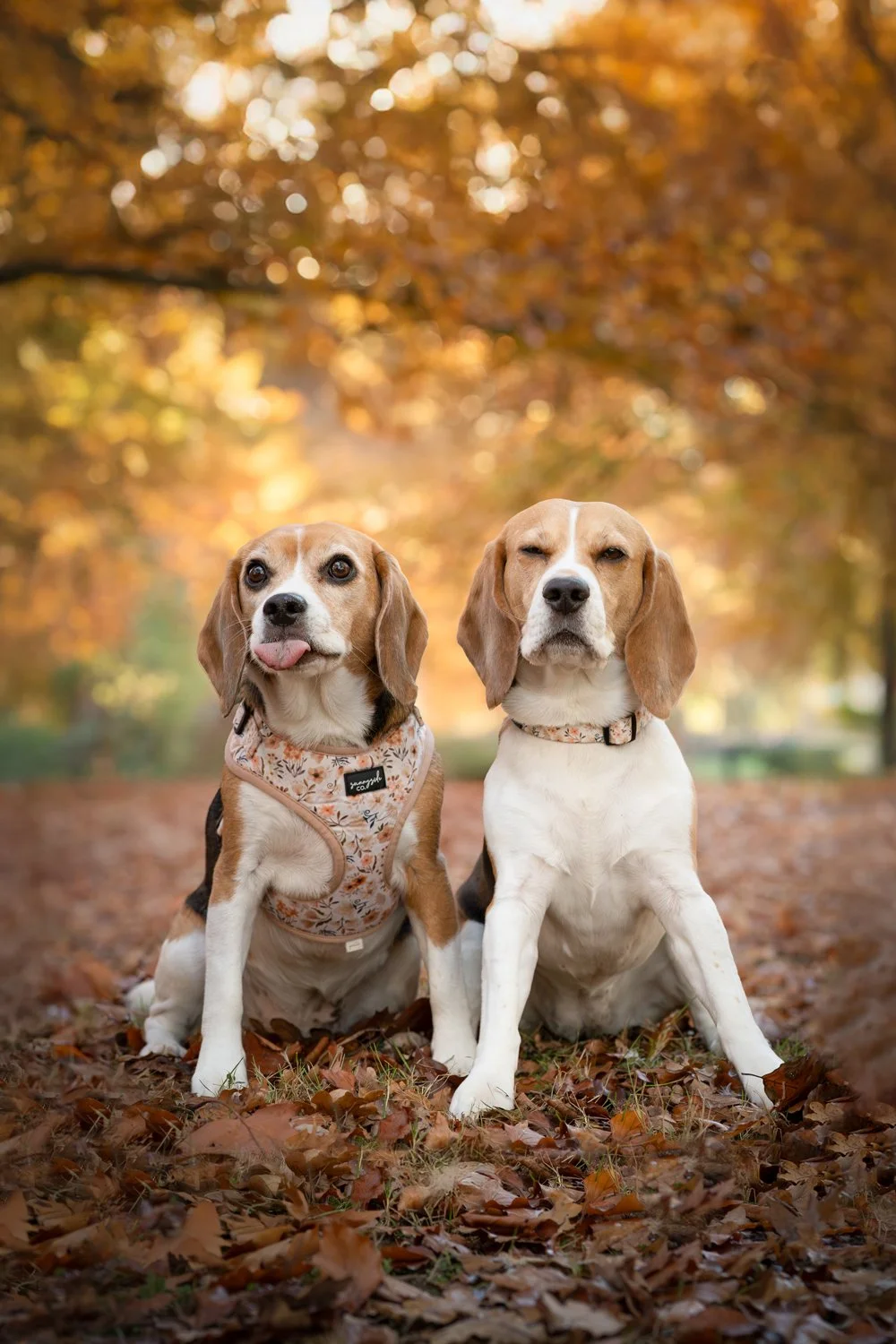 Kiki and Koko the social media famous Beagles