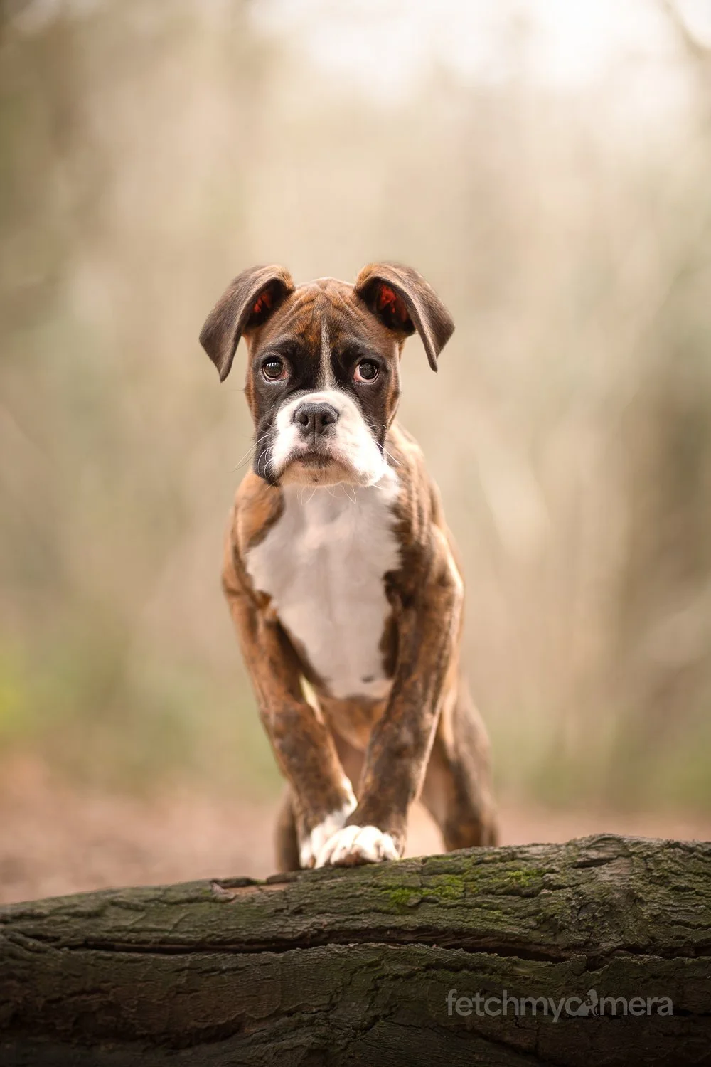 A cute puppy with a white chest and brown and black markings on a log outdoors, with a blurred natural background.