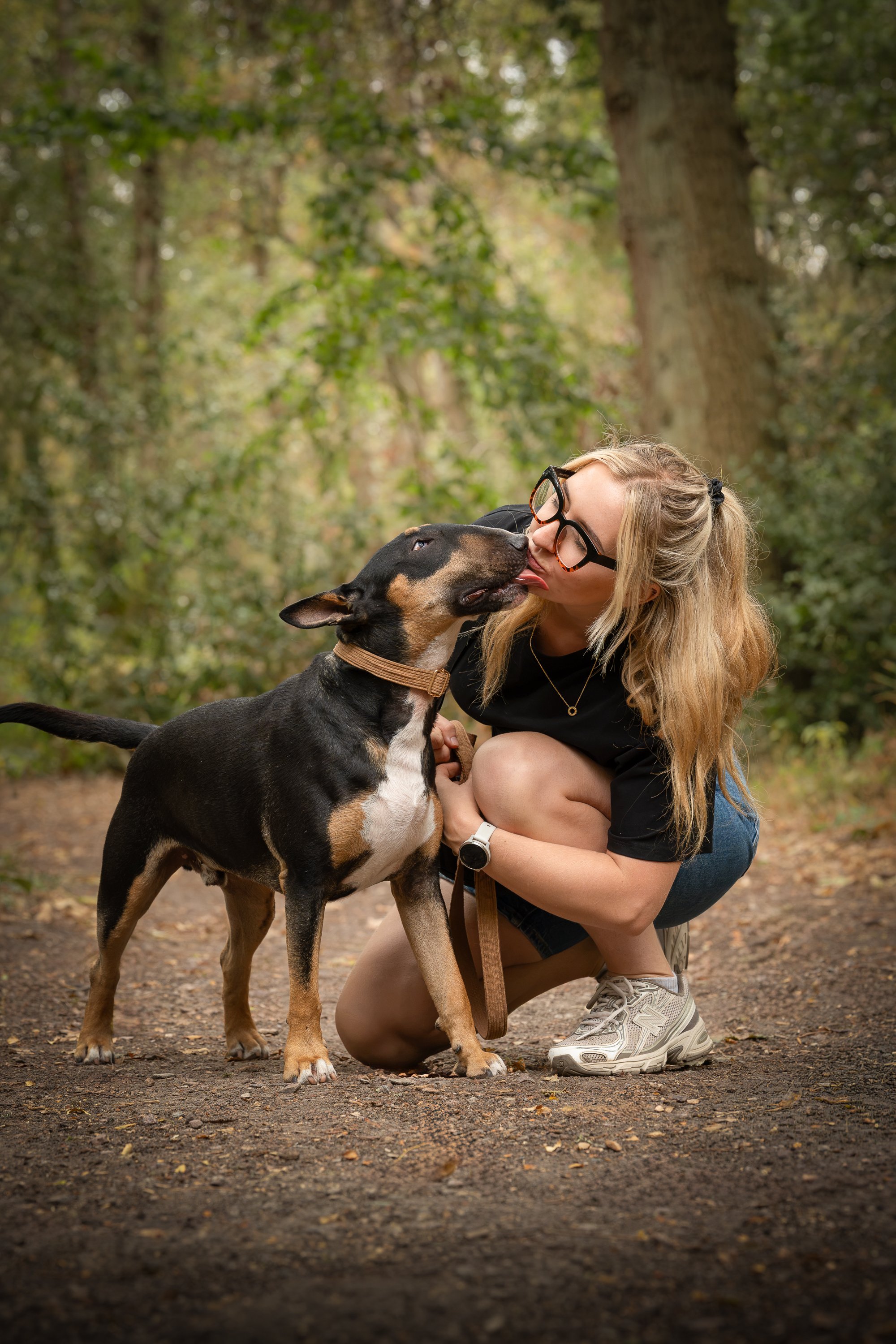 English bull terrier licks his owner