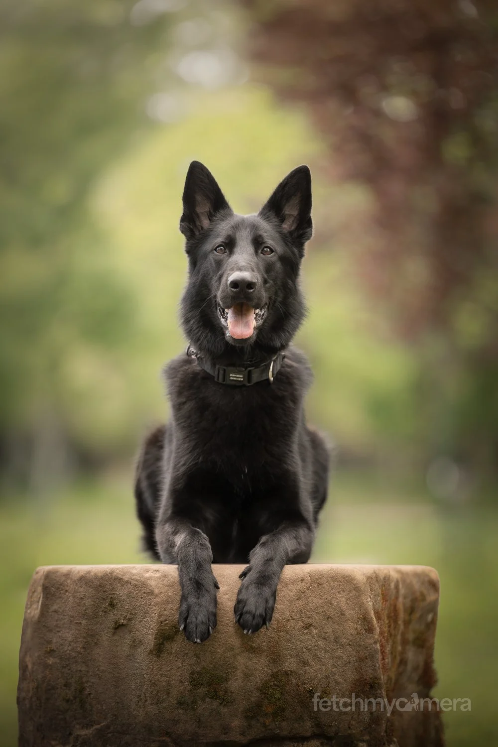 Black German Shepherd posing on tree stump