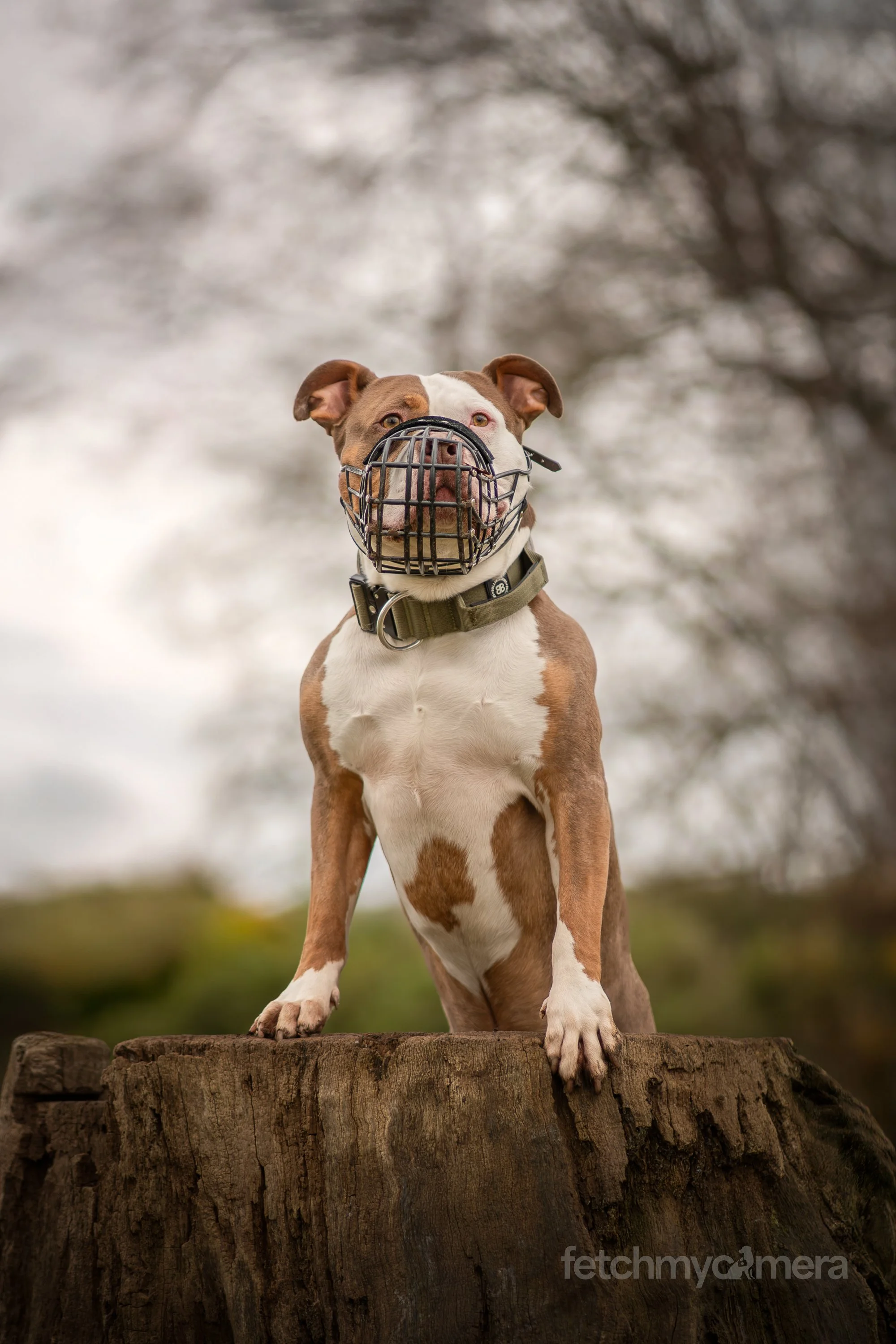 Doug the XL Bully