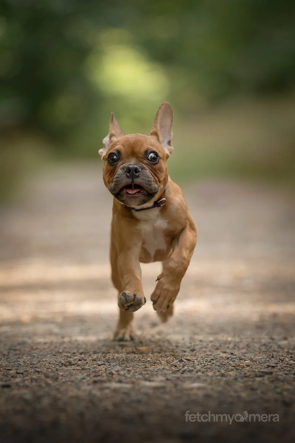 French Bulldog running towards camera