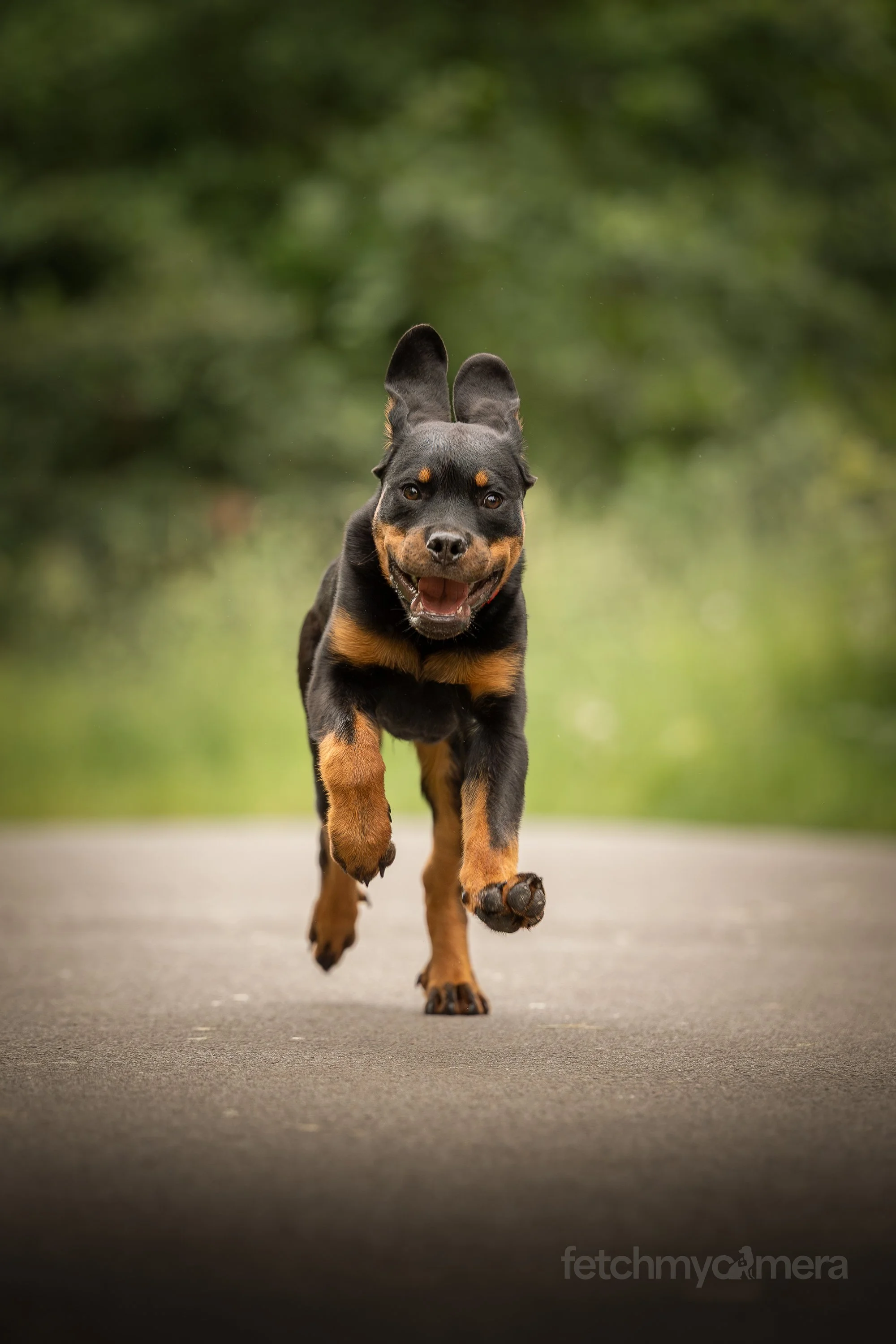 rottweiler puppy action running photo