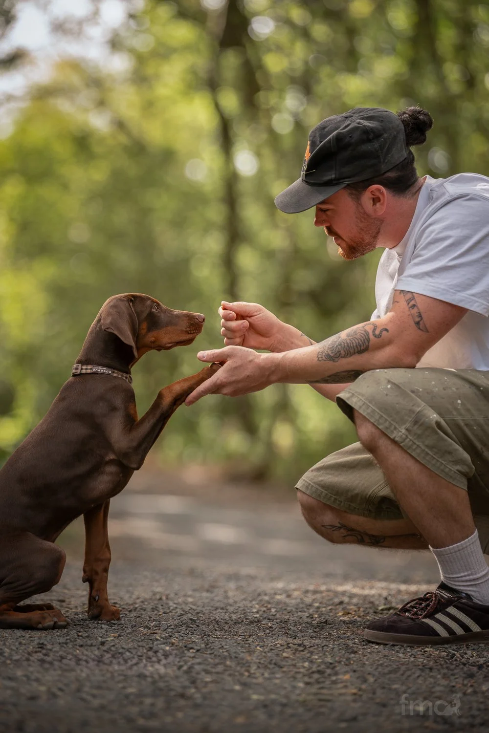 Brown Doberman puppy holding out paw