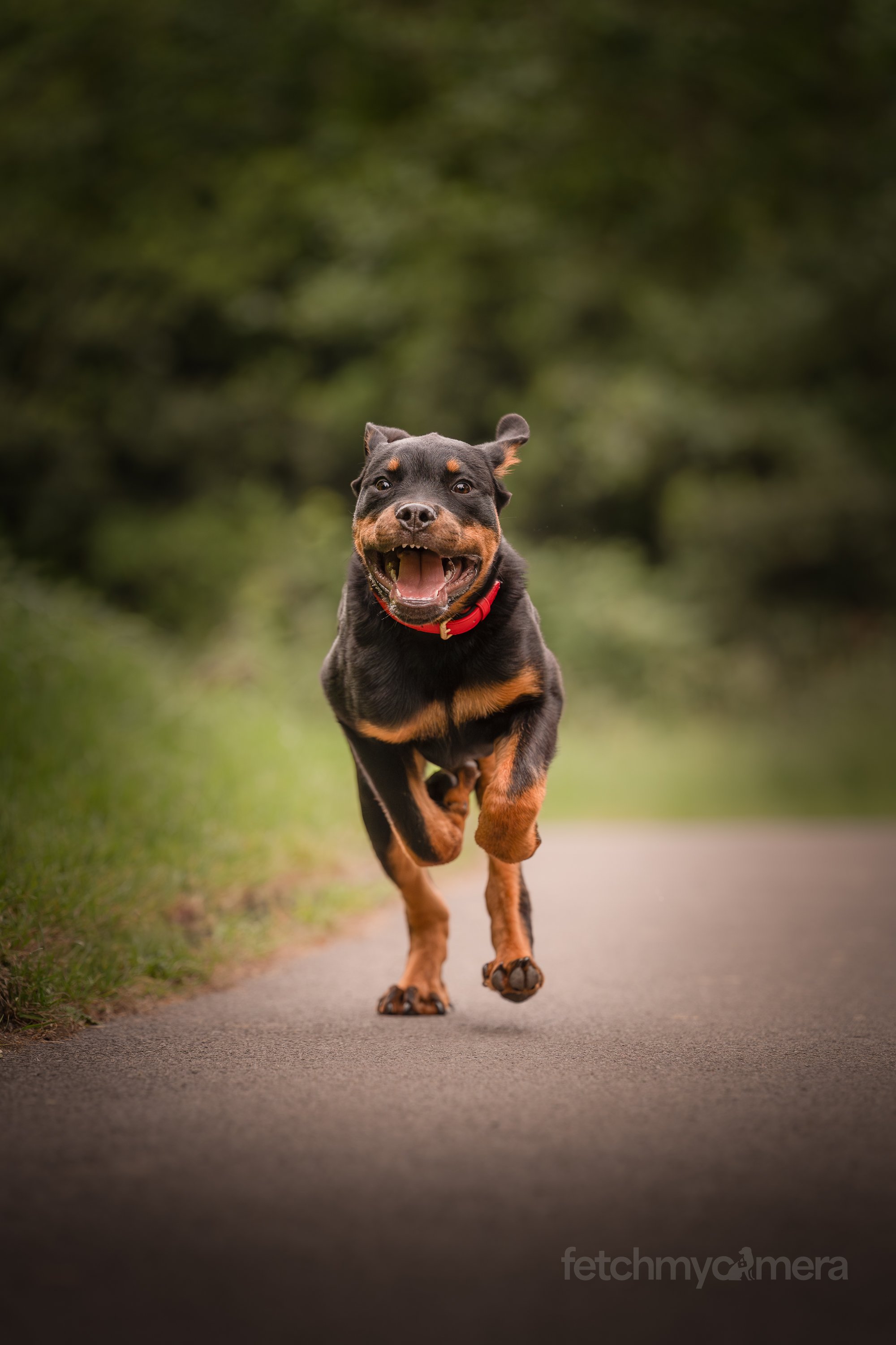 rottweiler puppy action running photo