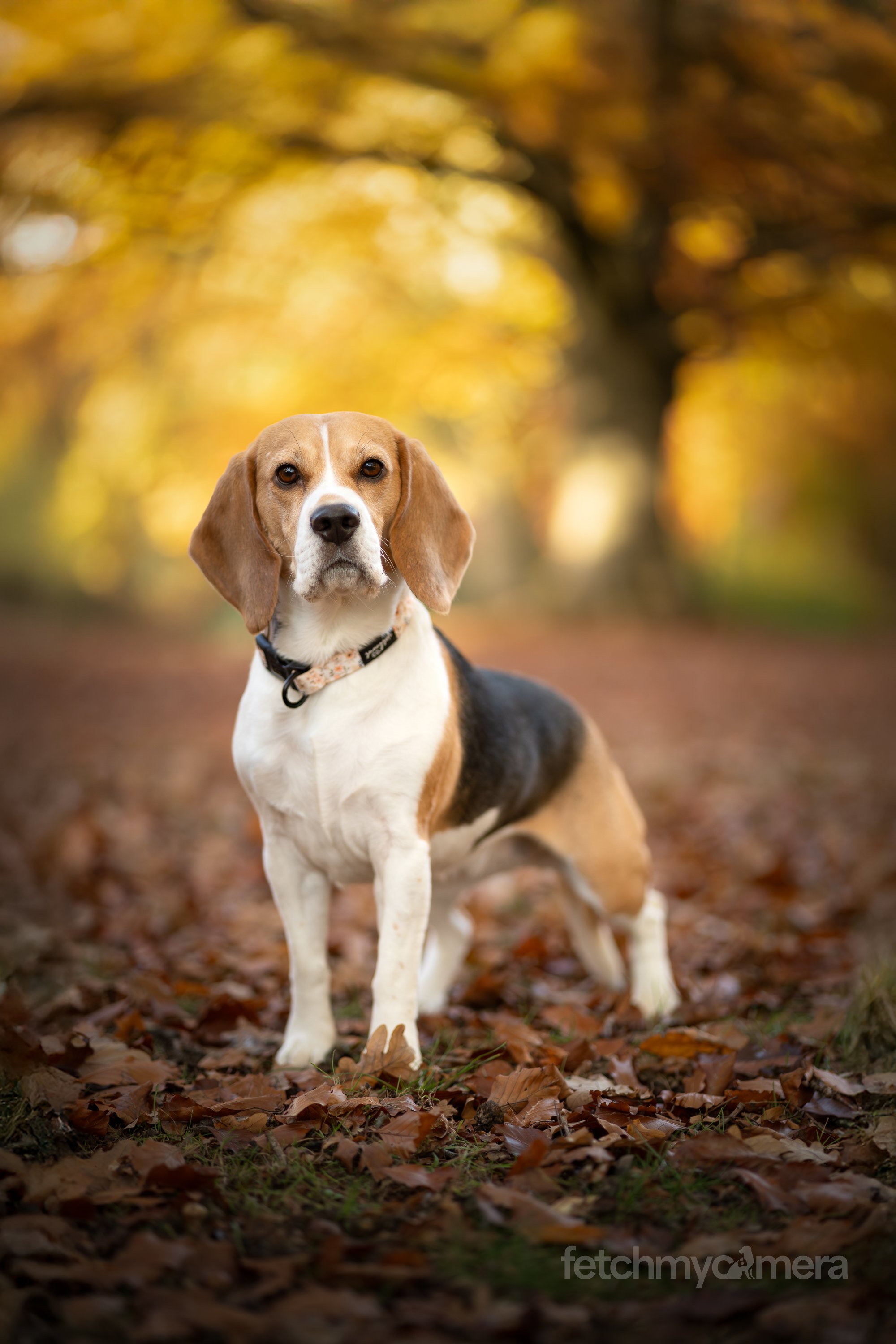 Kiko and Koko the Beagles