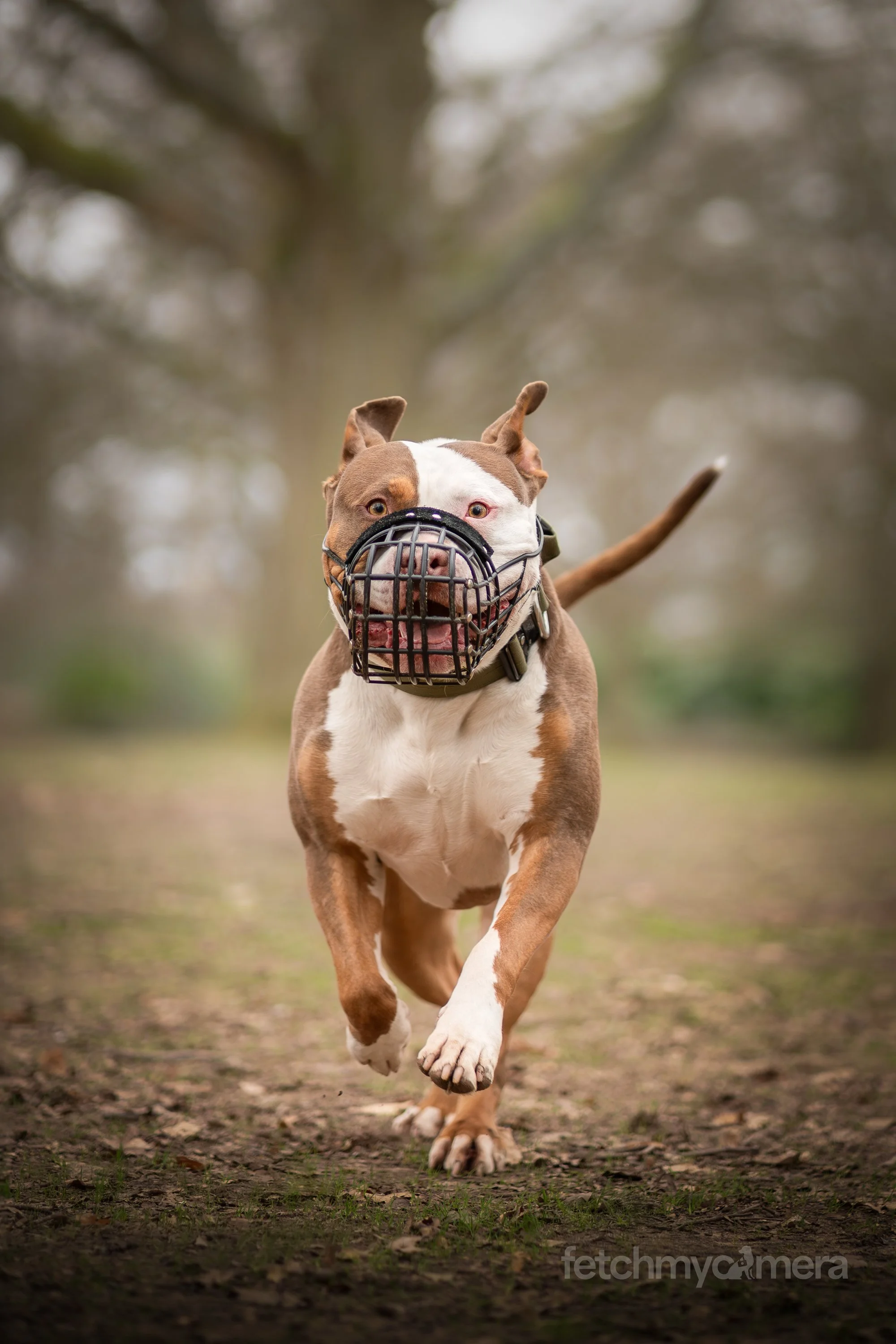 Doug the XL Bully