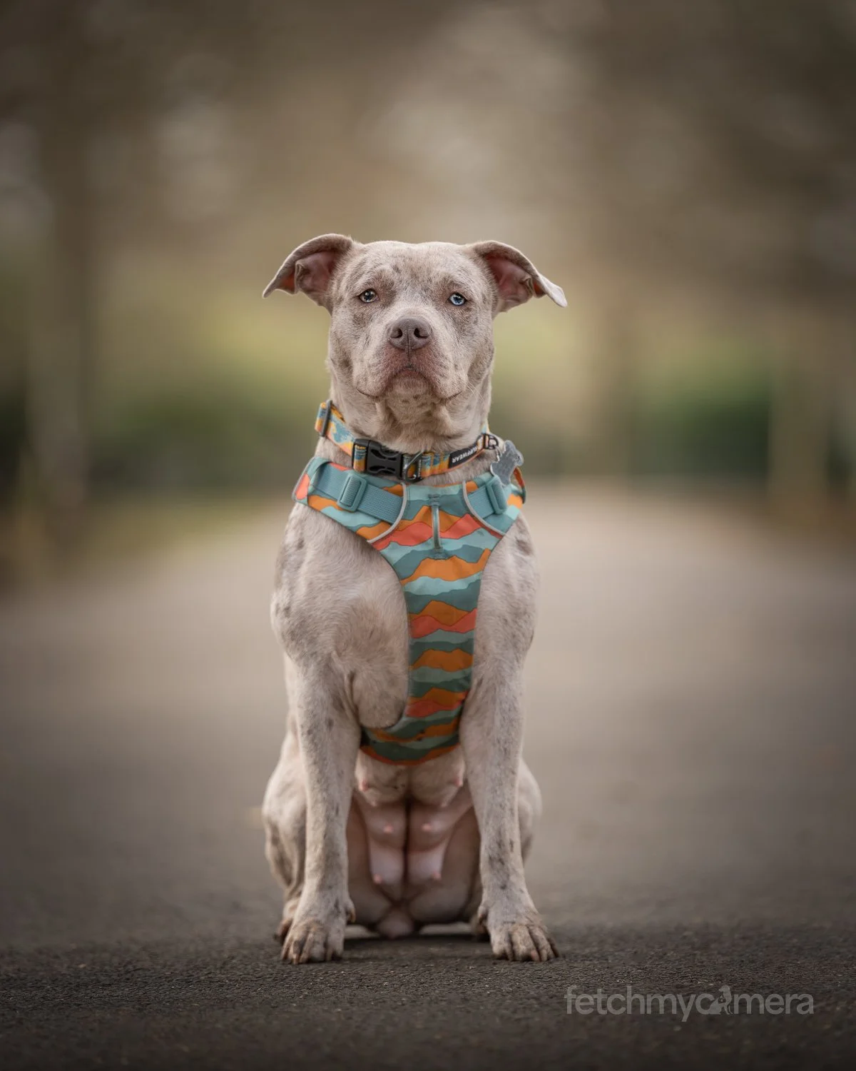 Rescue Bully breed