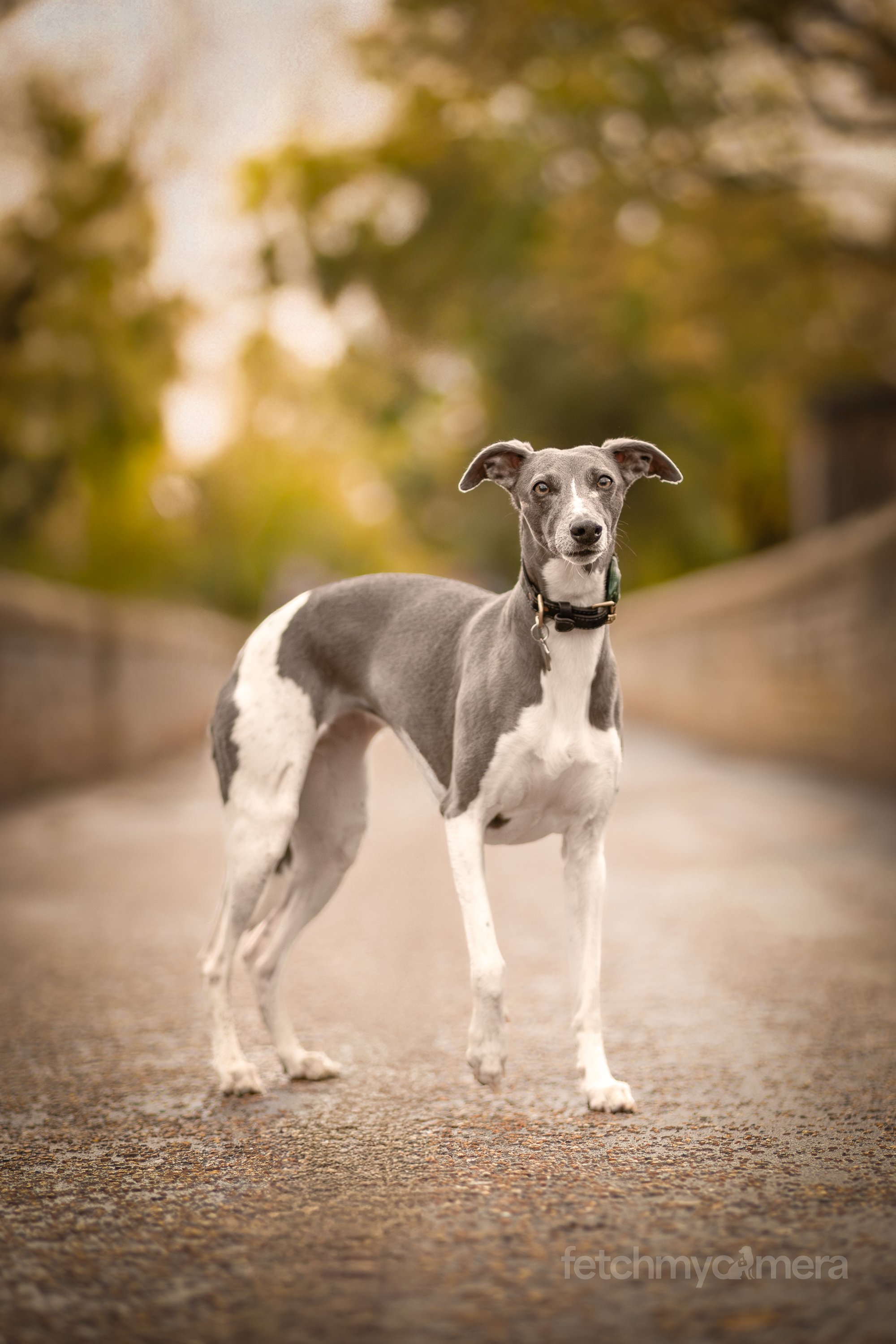 Adam James and his Whippet Margot