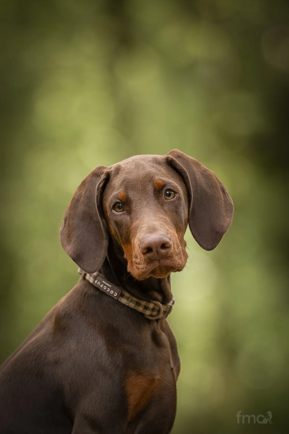 Brown Doberman puppy