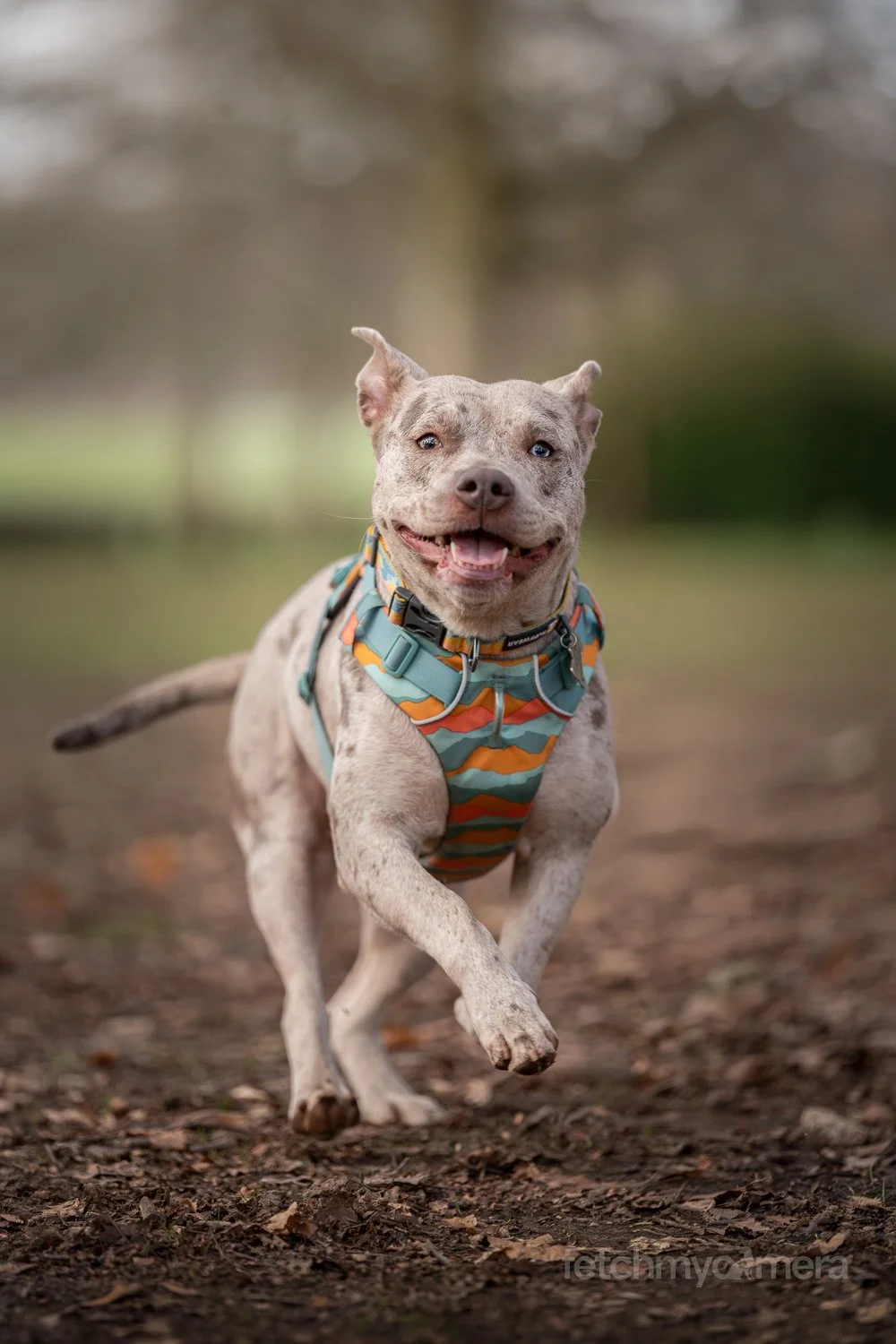 Rescue Bully breed running action shot