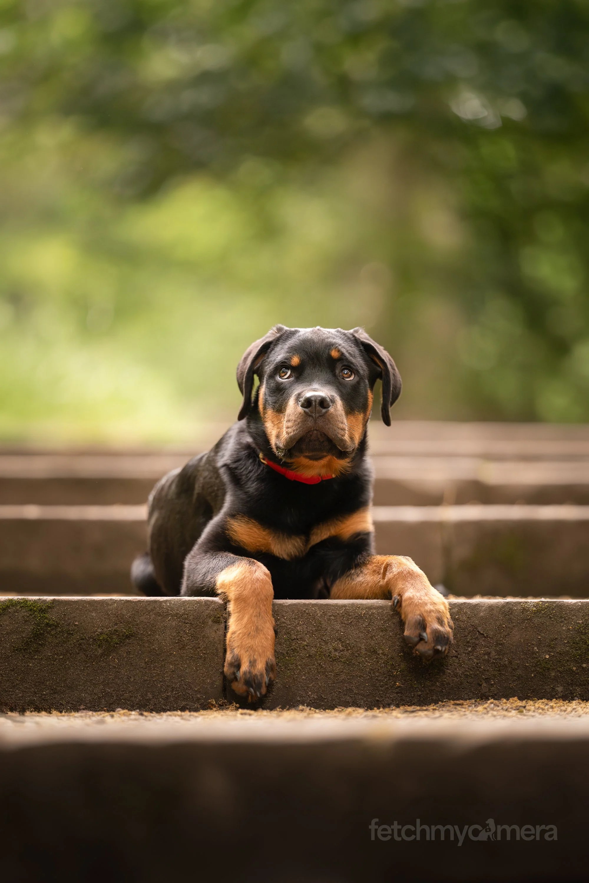 rottweiler puppy sitting on steps