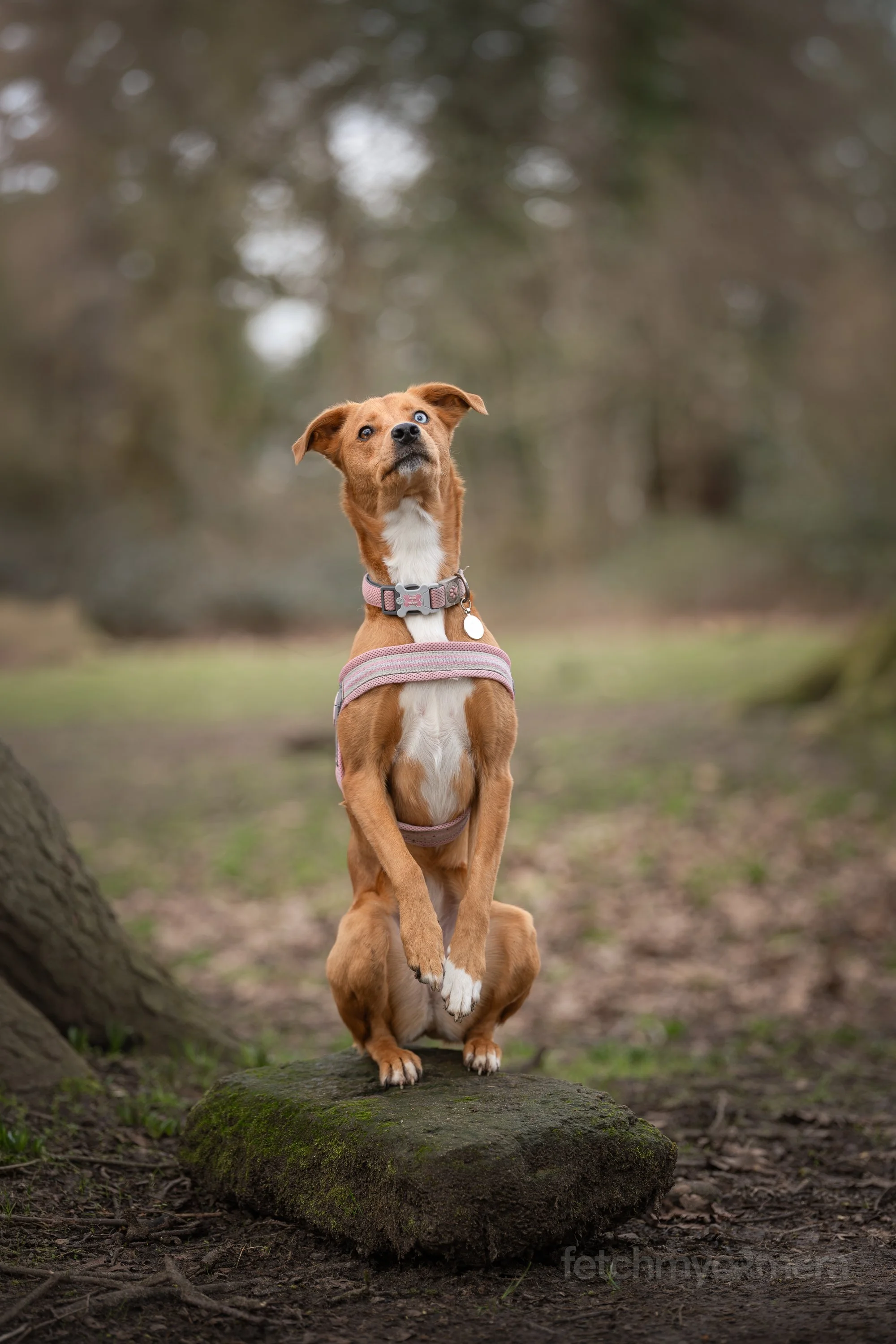 rescue dog standing on two back legs