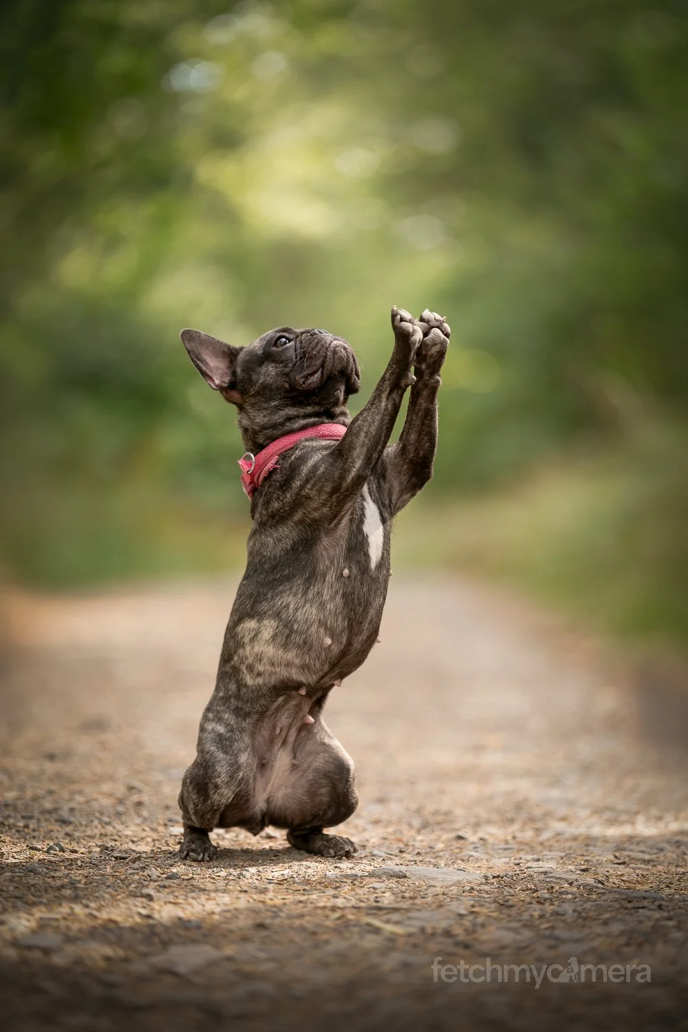 French Bulldog with paws in the air