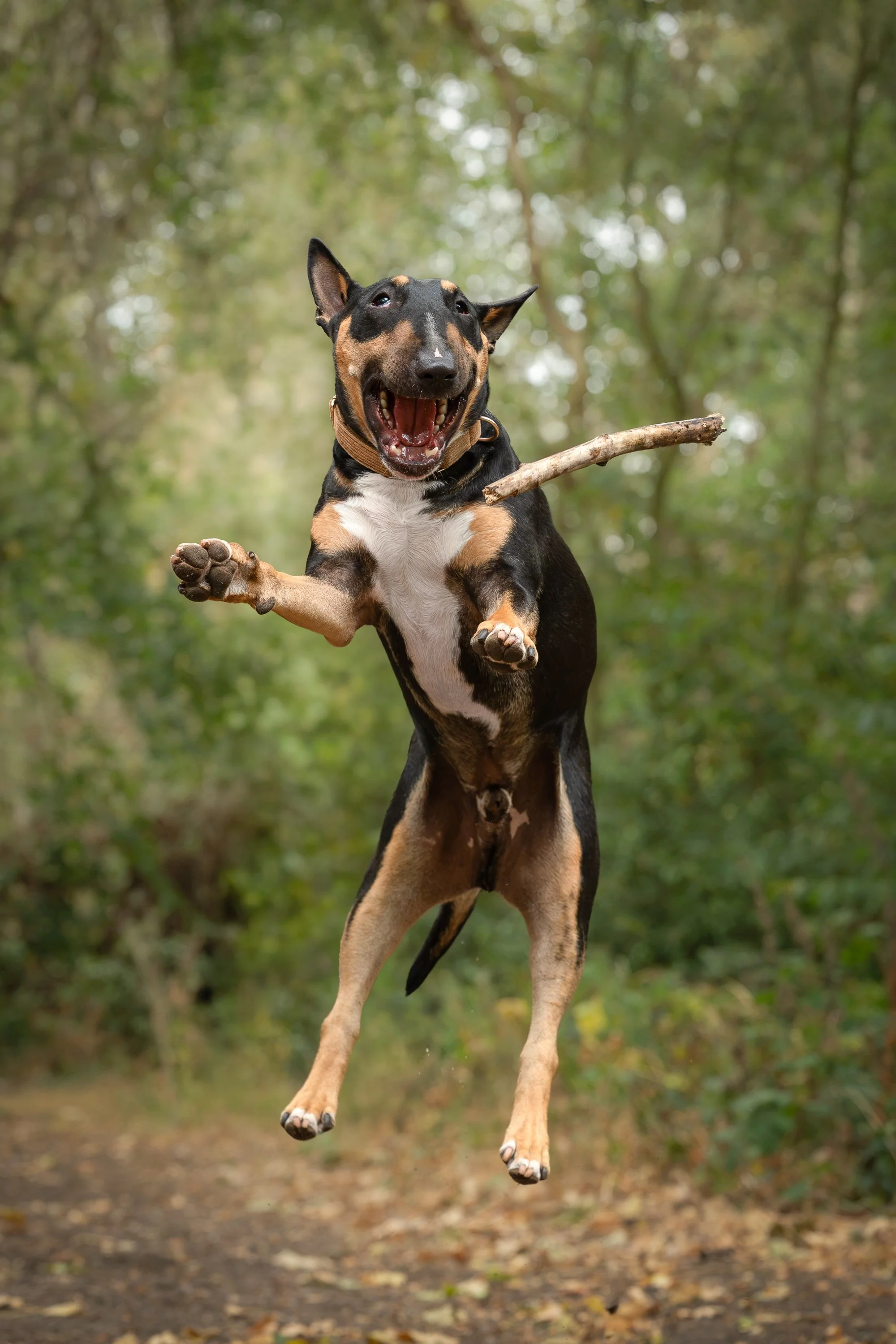 English bull terrier jumping in the air to catch a stick