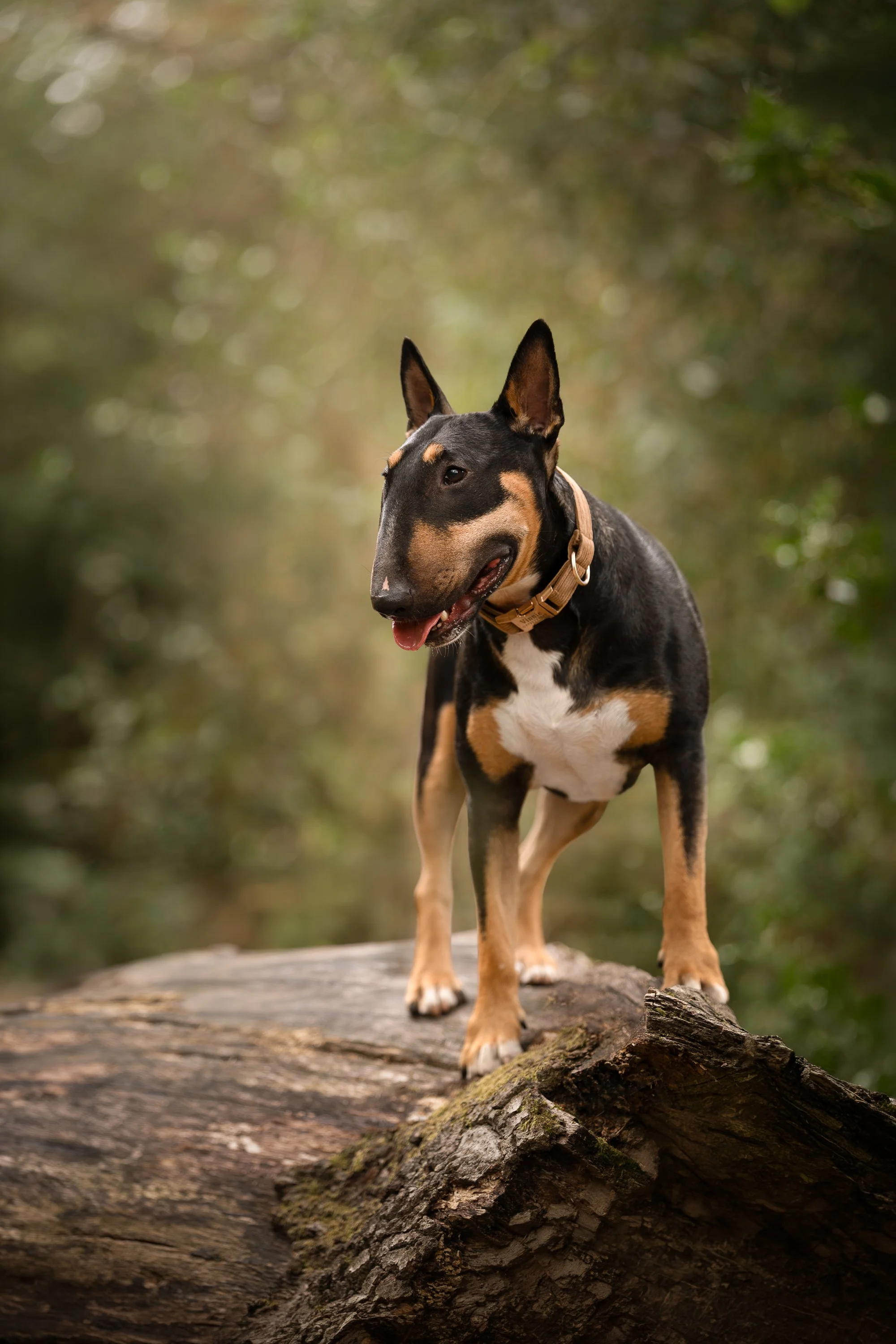 Tri colour English bull terrier standing on log