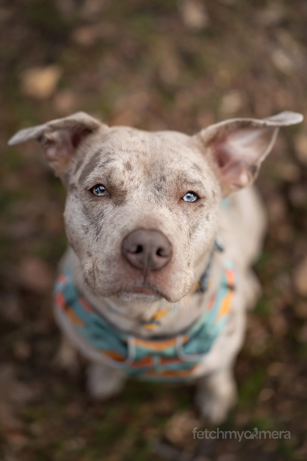 Rescue Bully breed