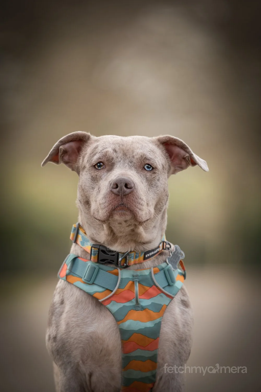 Rescue Bully breed