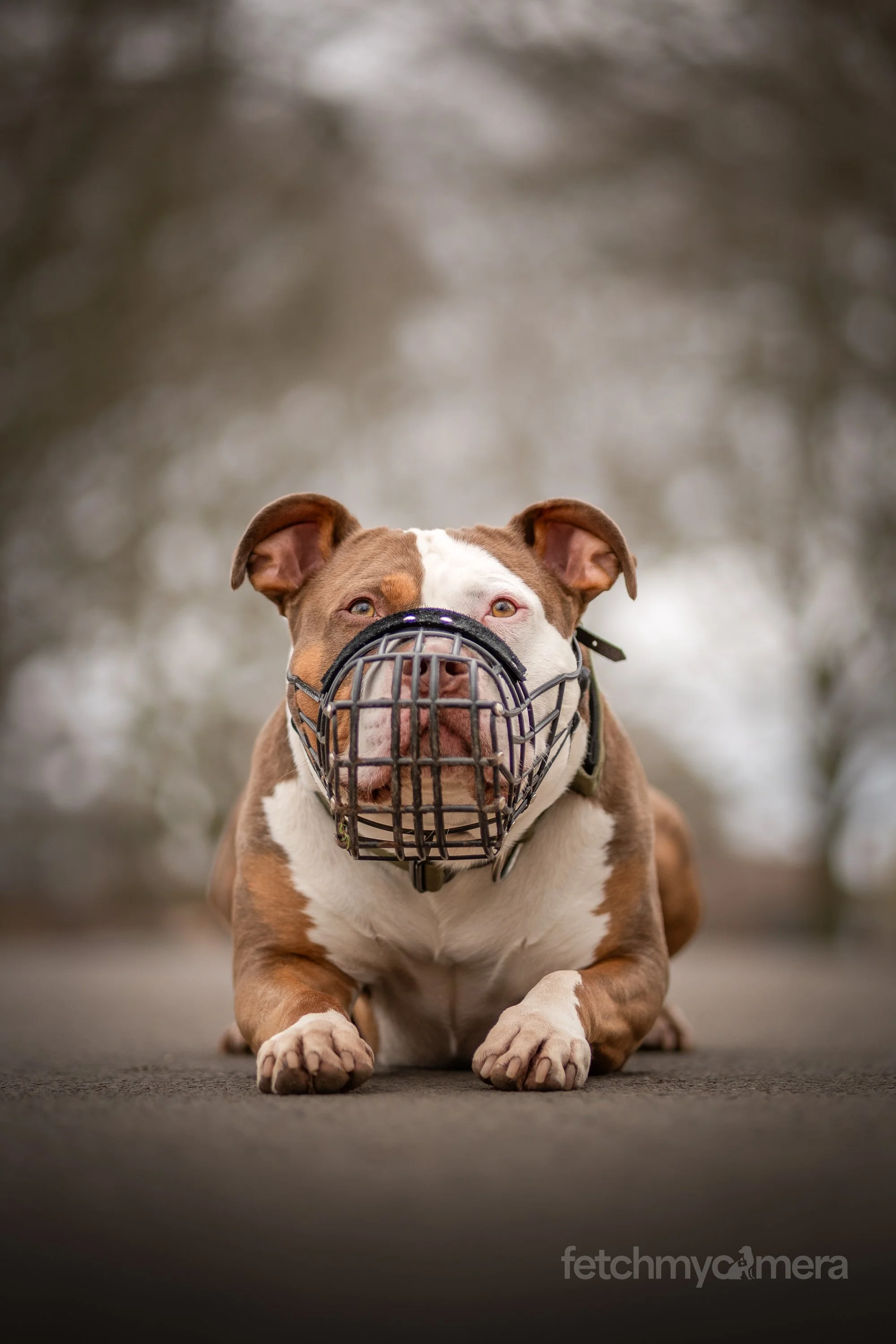 Doug the XL Bully
