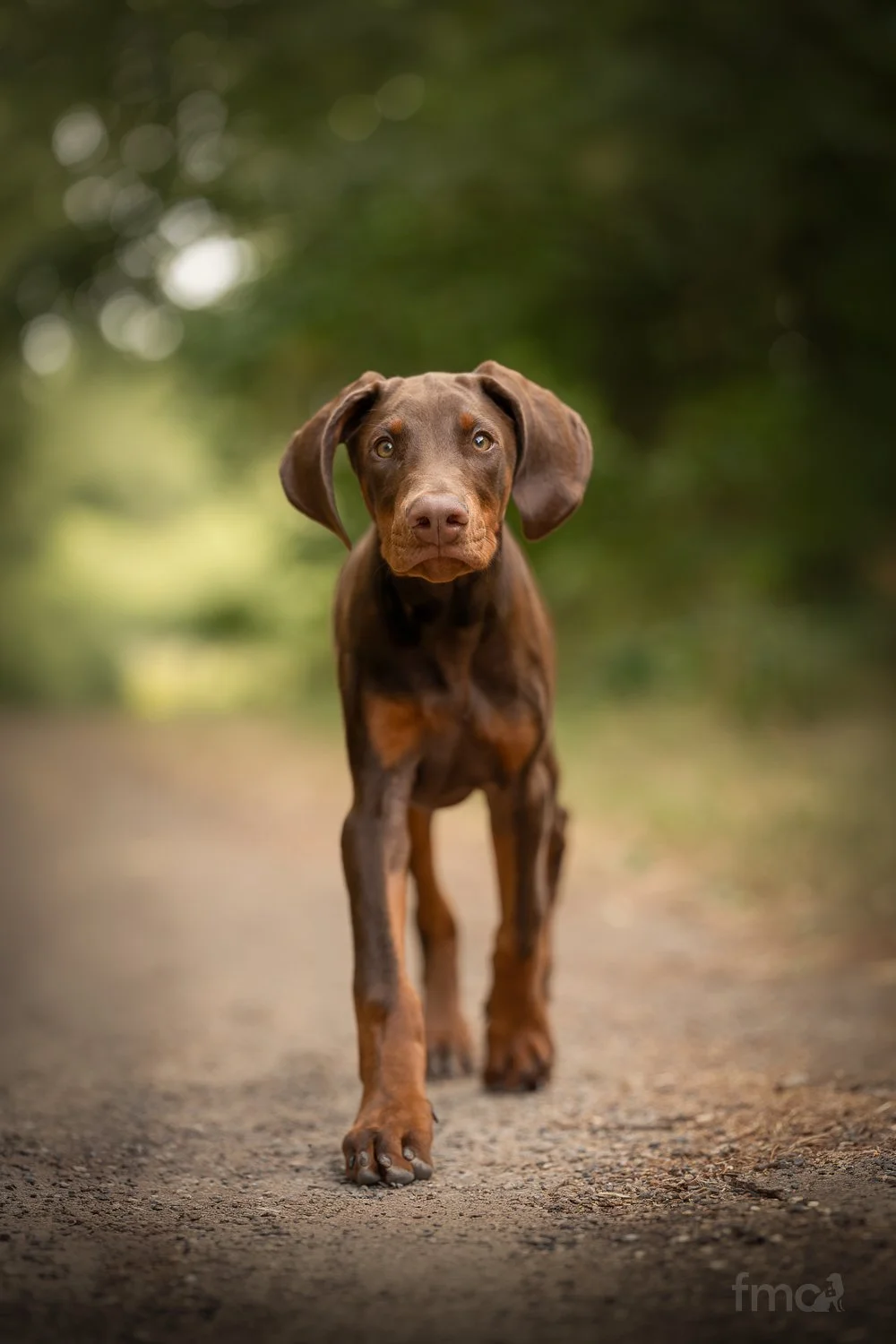 Brown Doberman puppy