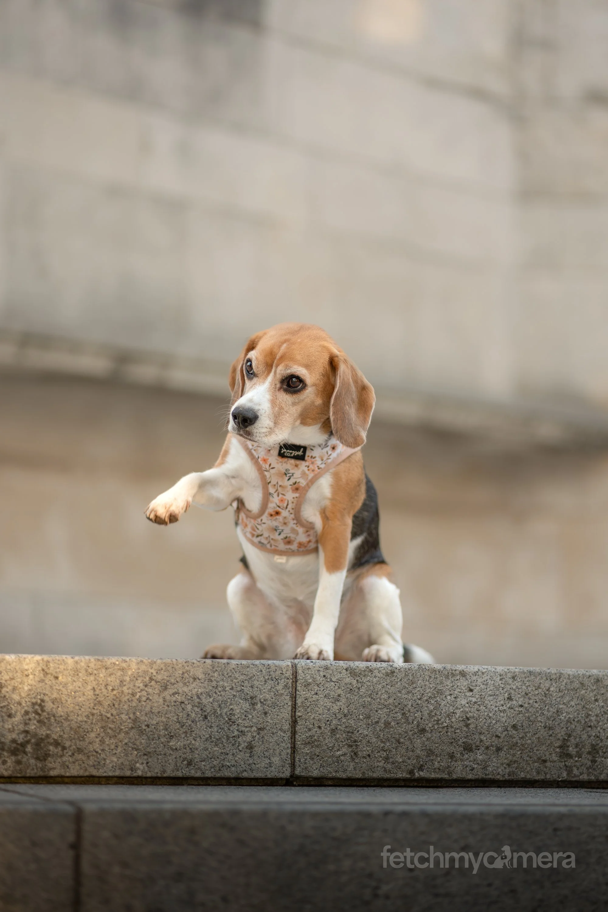 Kiko and Koko the Beagles