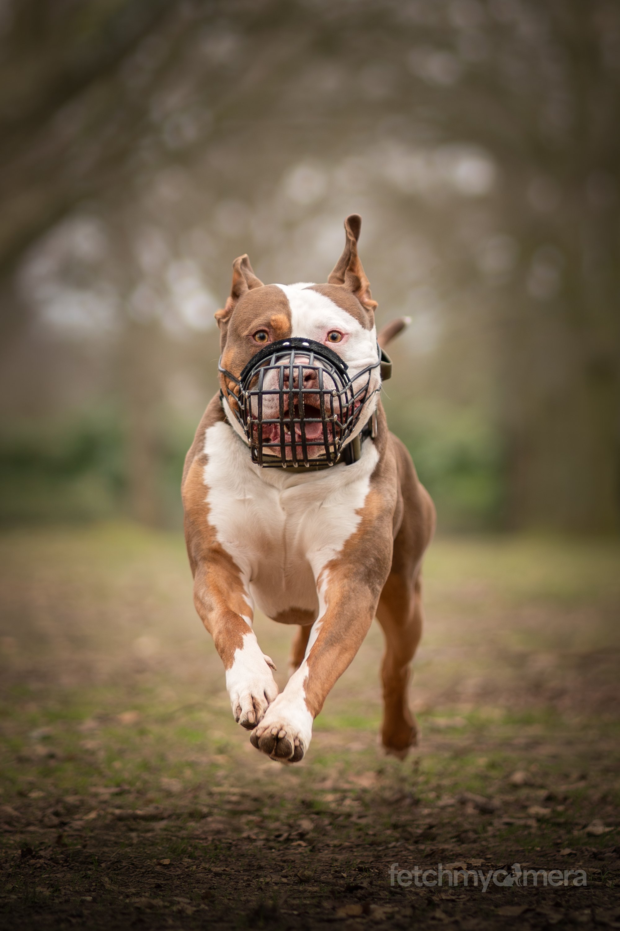 Doug the XL Bully