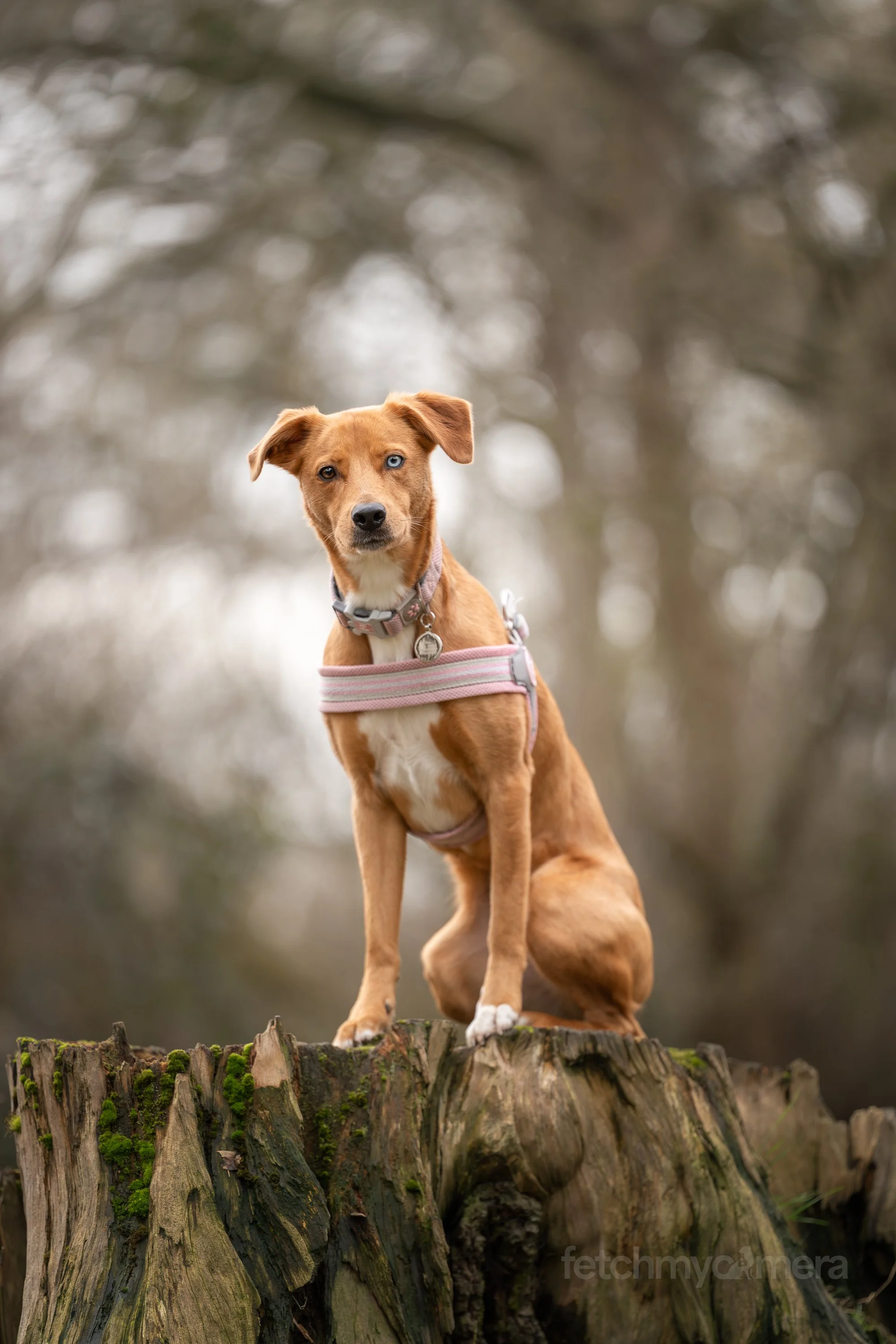rescue dog sitting on tree stump