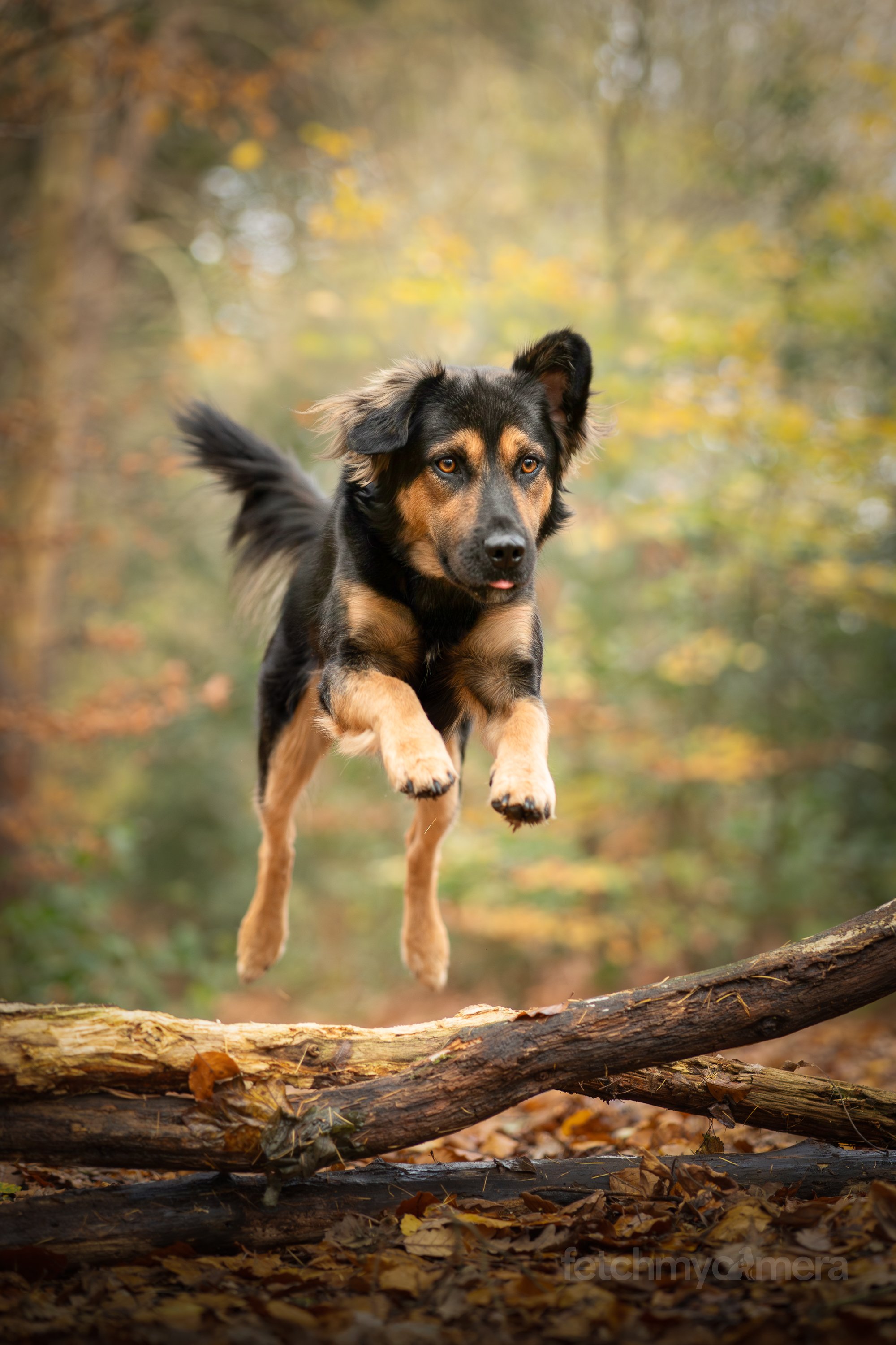 Paddington from Peru jumping over log
