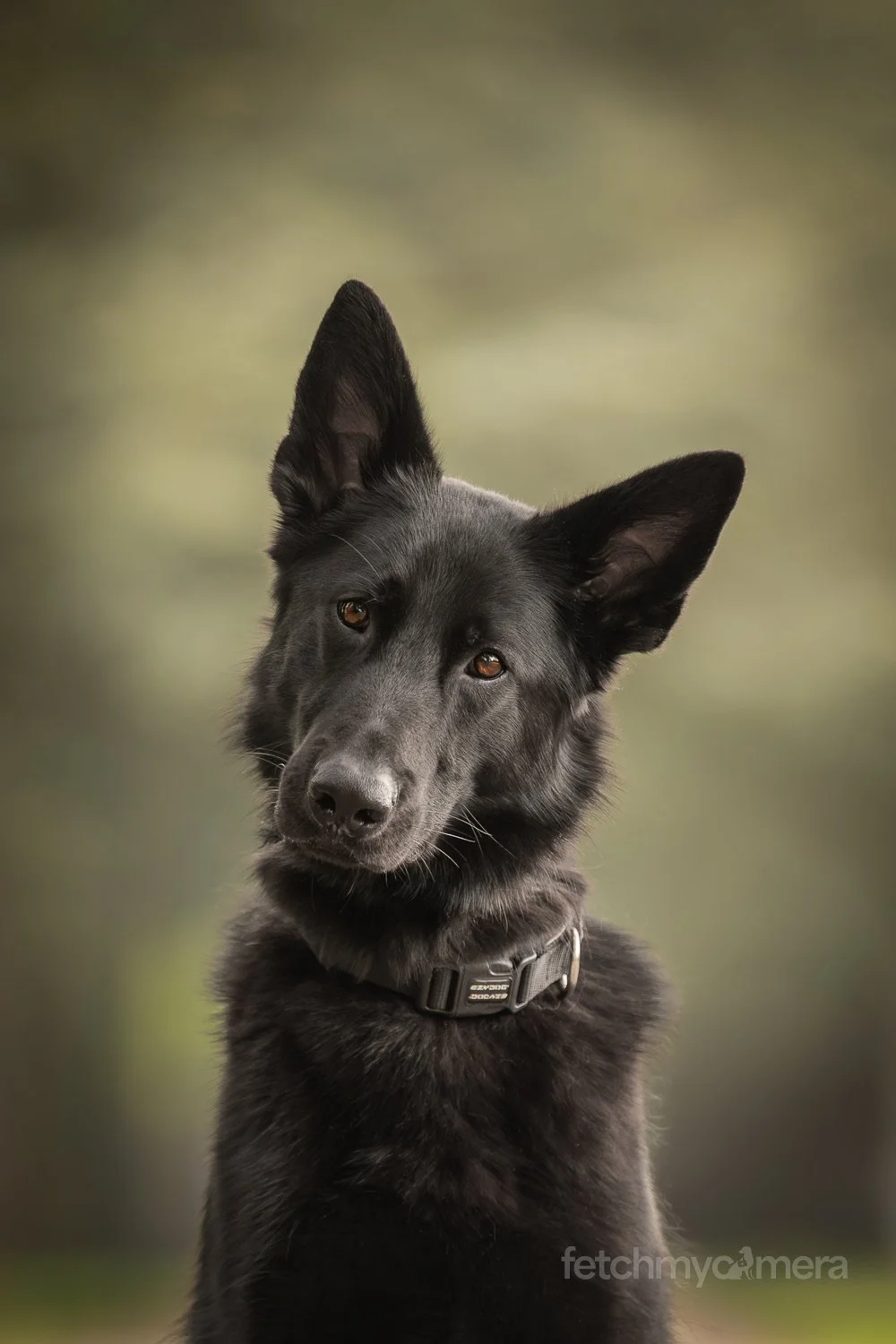 Black German Shepherd close up photo