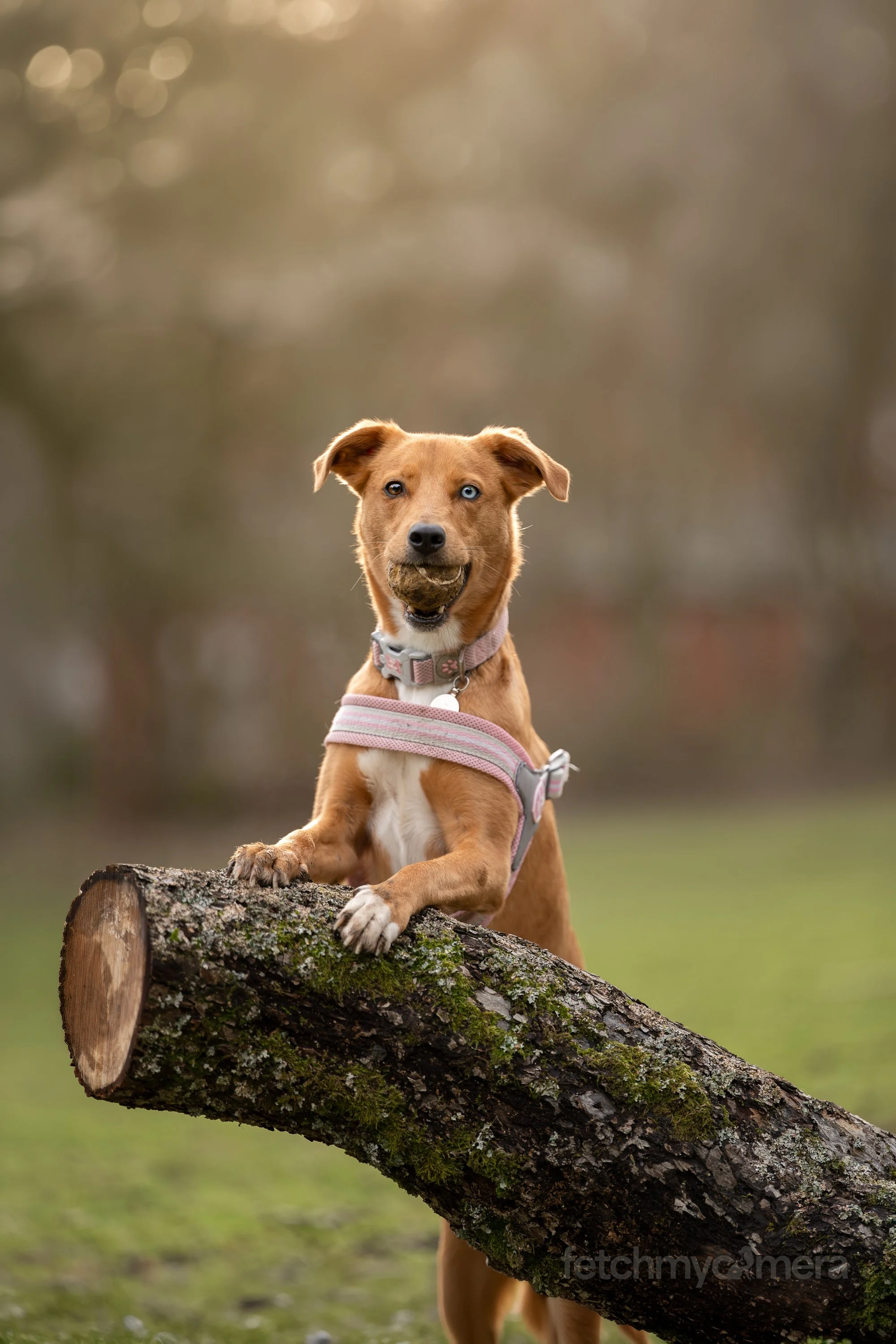 Rescue dog with paws resting on tree