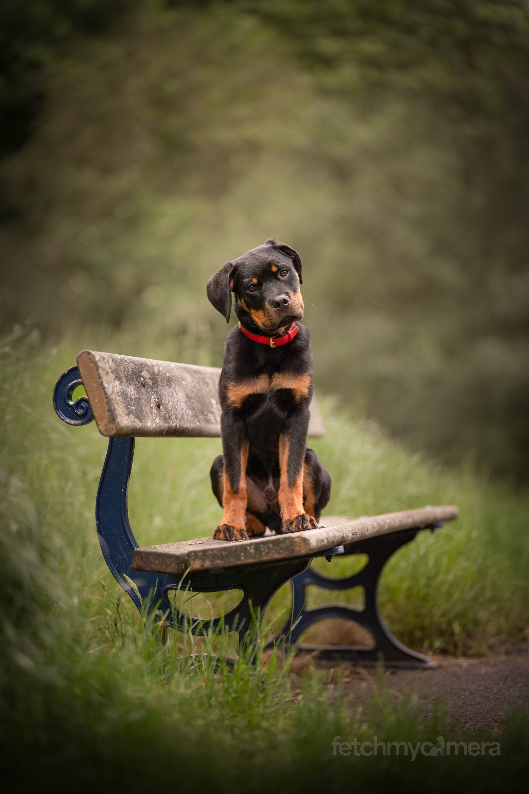 Rottweiler puppy sitting on bench