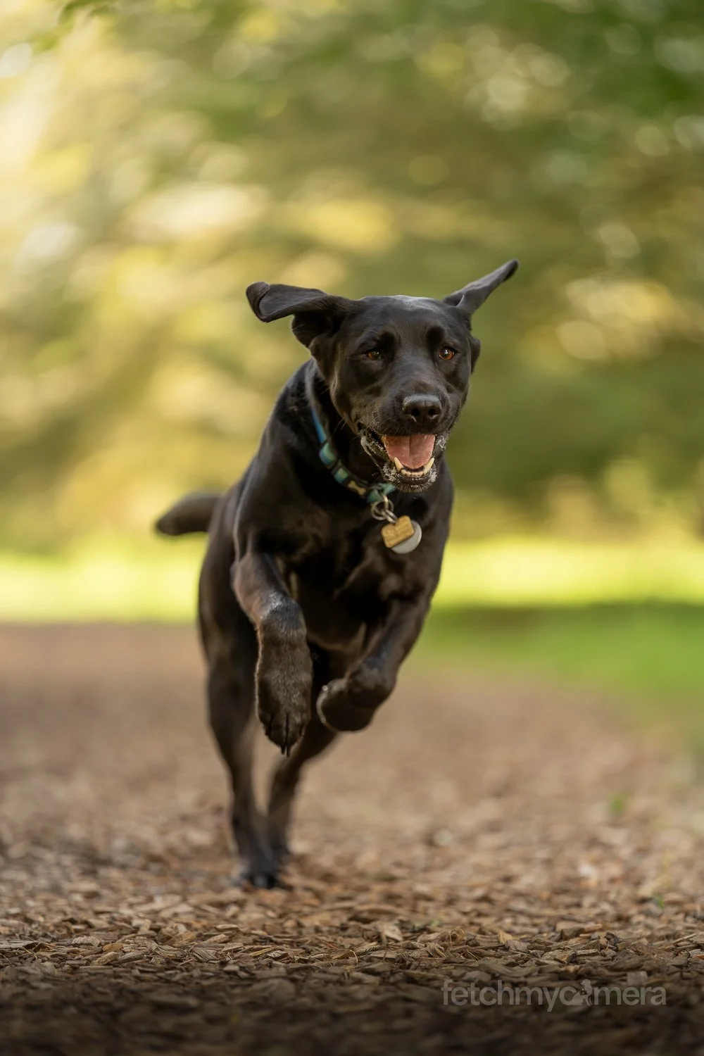 Black Labrador Guide Dog