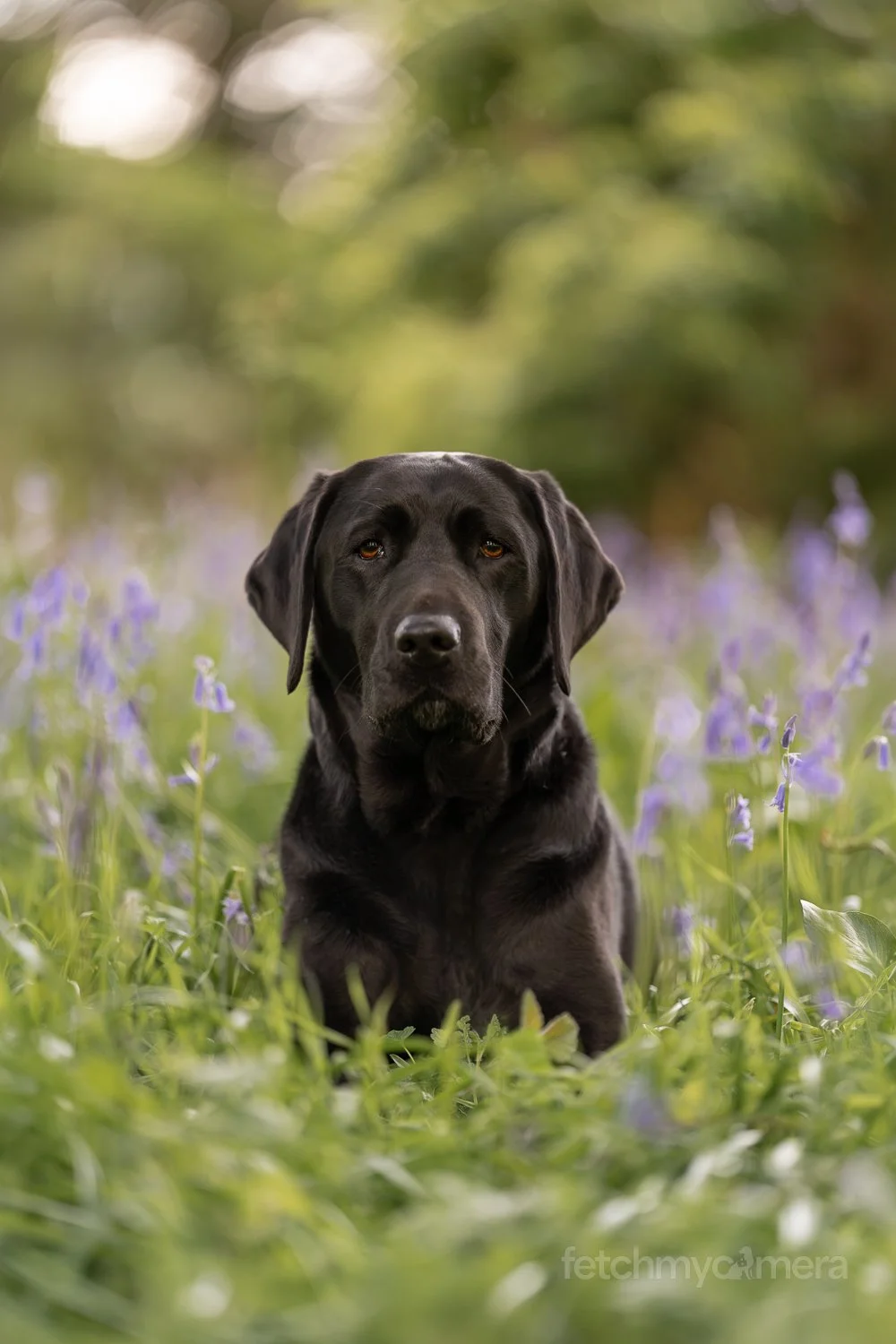 Black Labrador Guide Dog