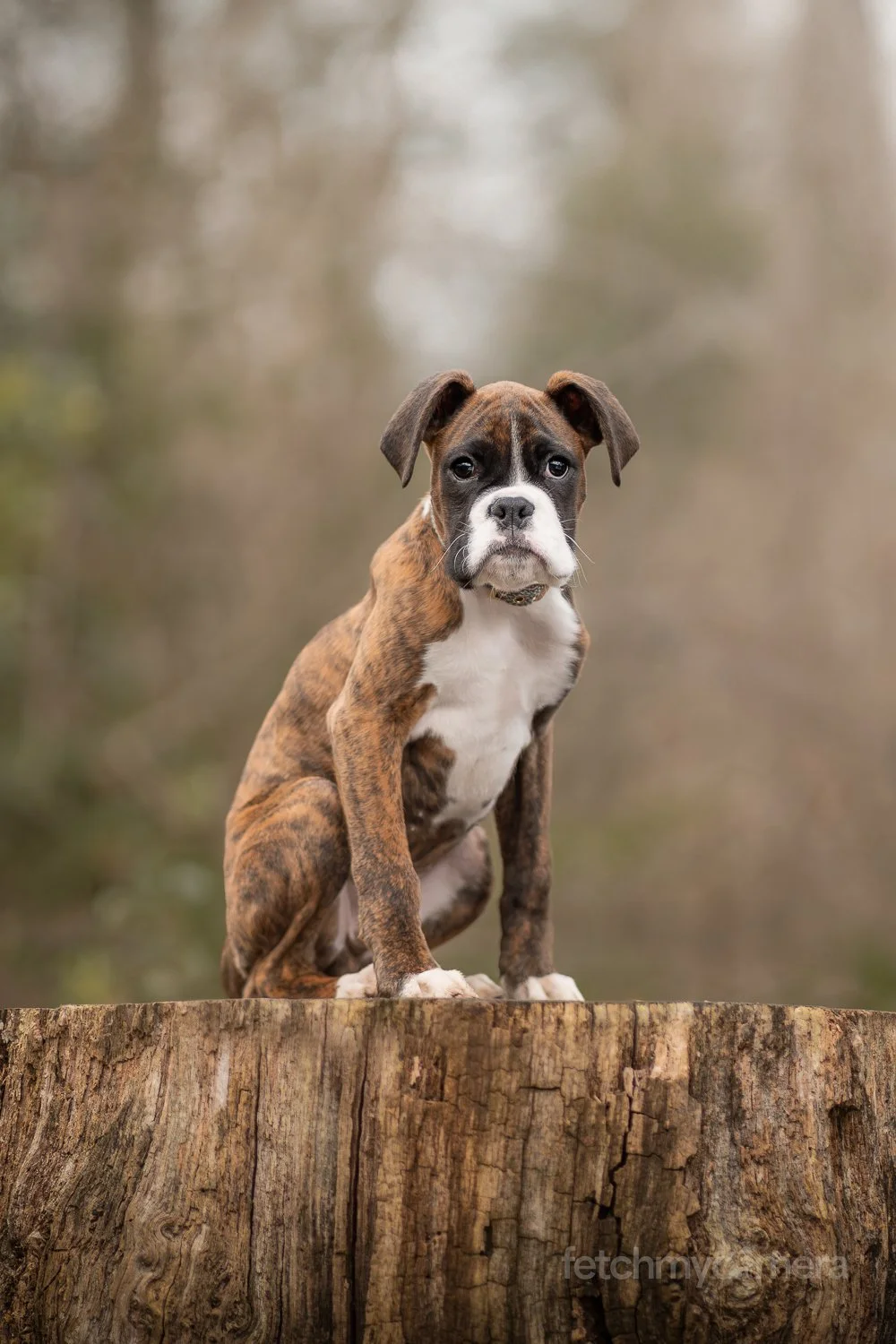 Boxer puppy sitting on tree stump