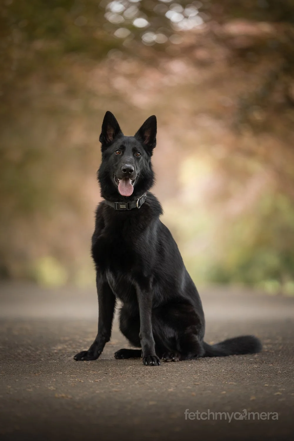 Black German Shepherd