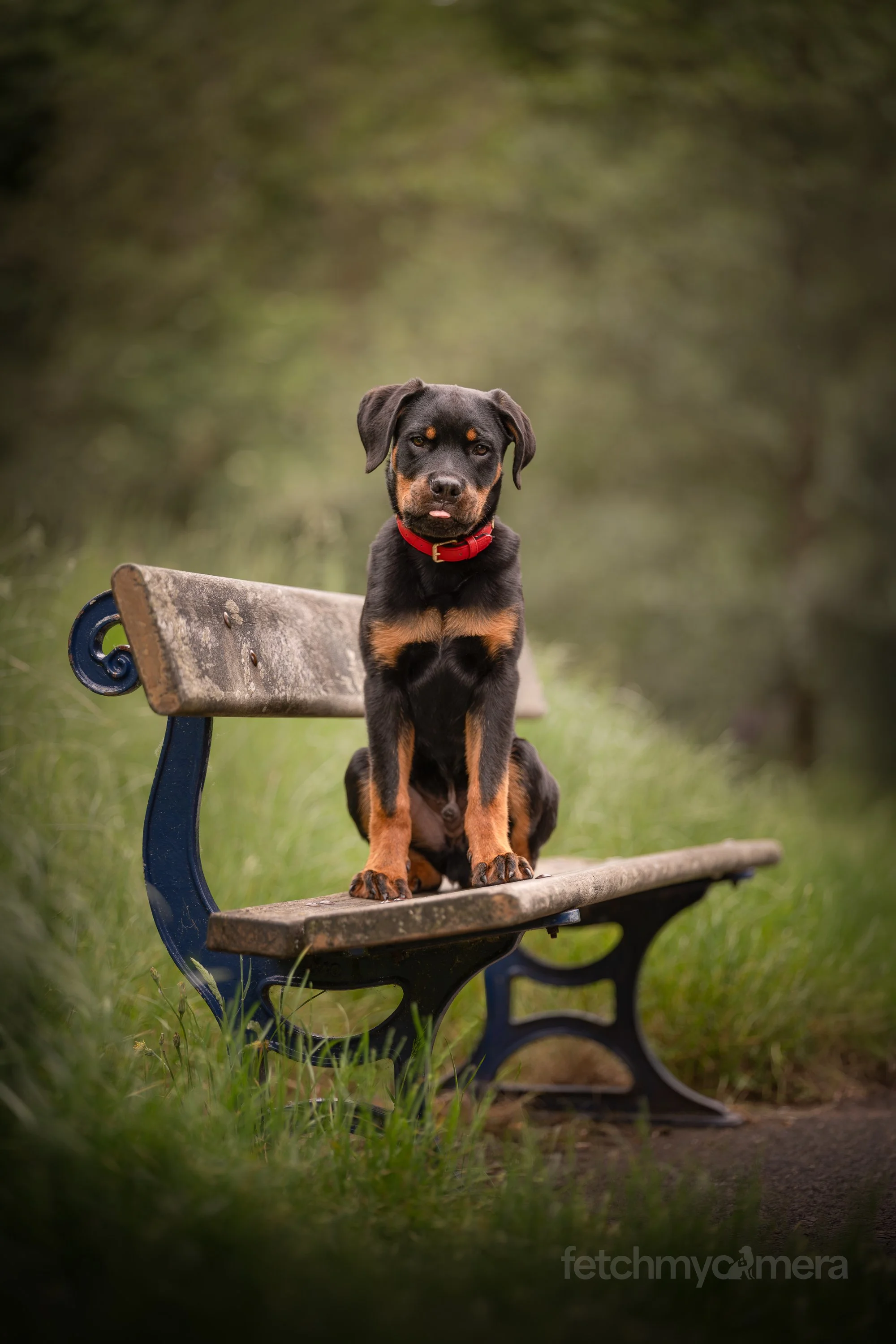 Rottweiler puppy sitting on bench