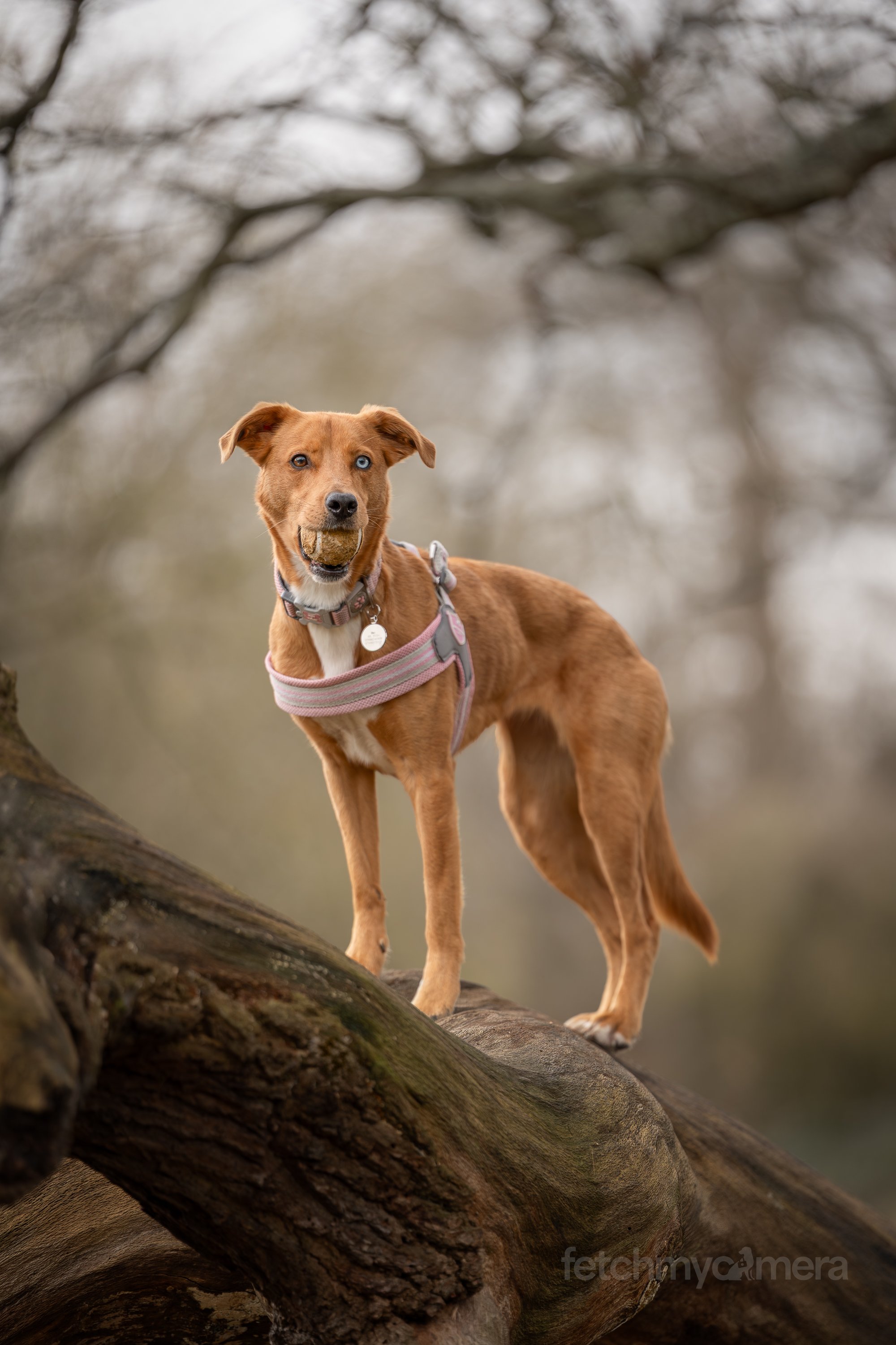 rescue dog standing on tree