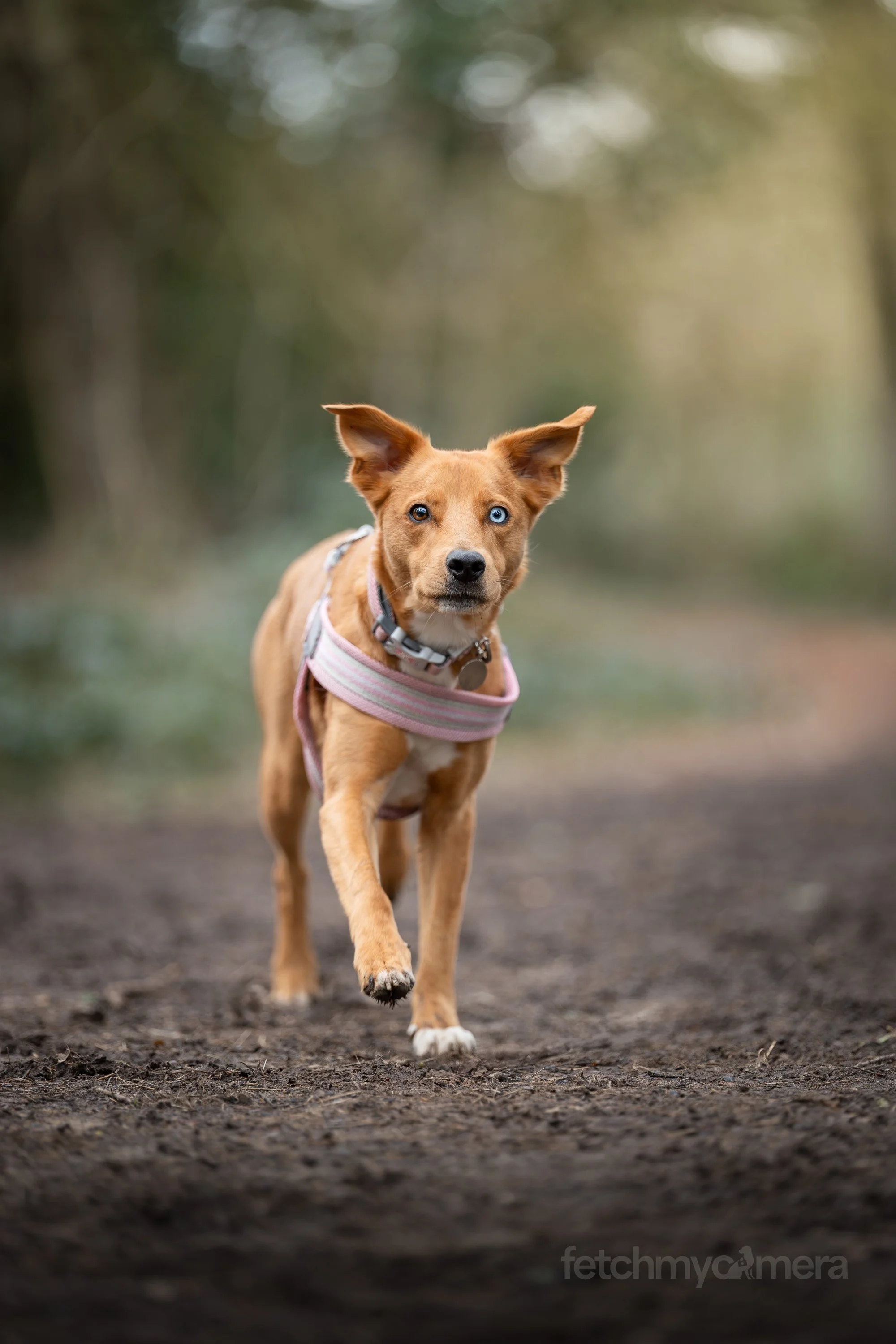 rescue dog running towards camera