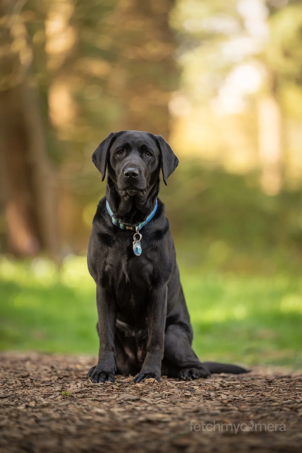 Black Labrador Guide Dog