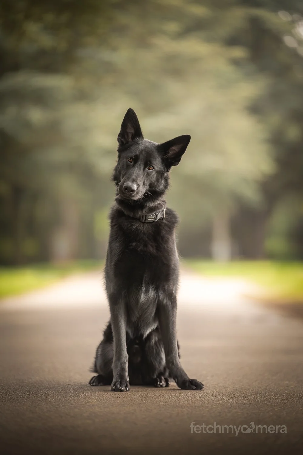A black dog with one ear up sitting on a paved path in a park, surrounded by blurred trees and greenery.