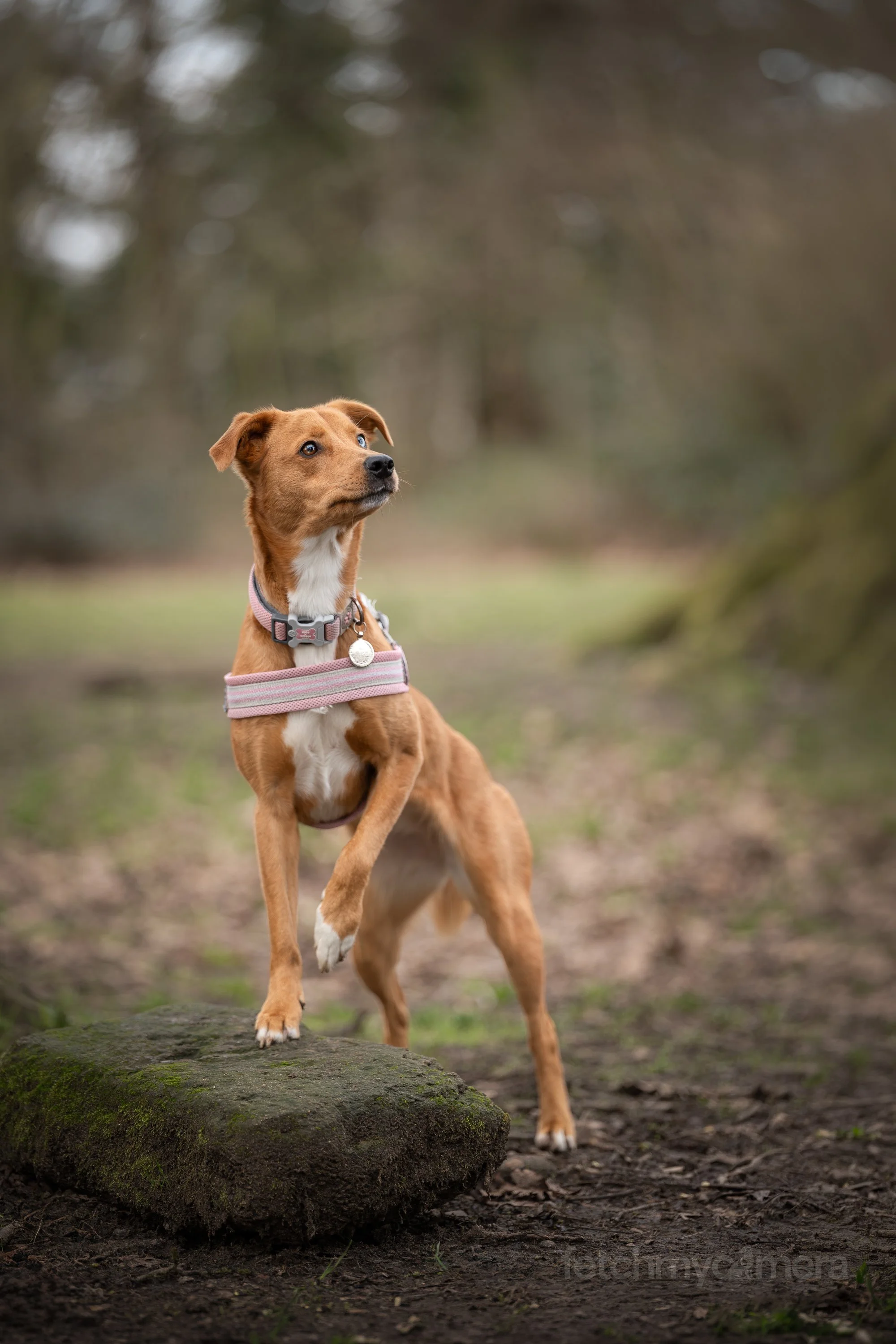 rescue dog with one paw in the air
