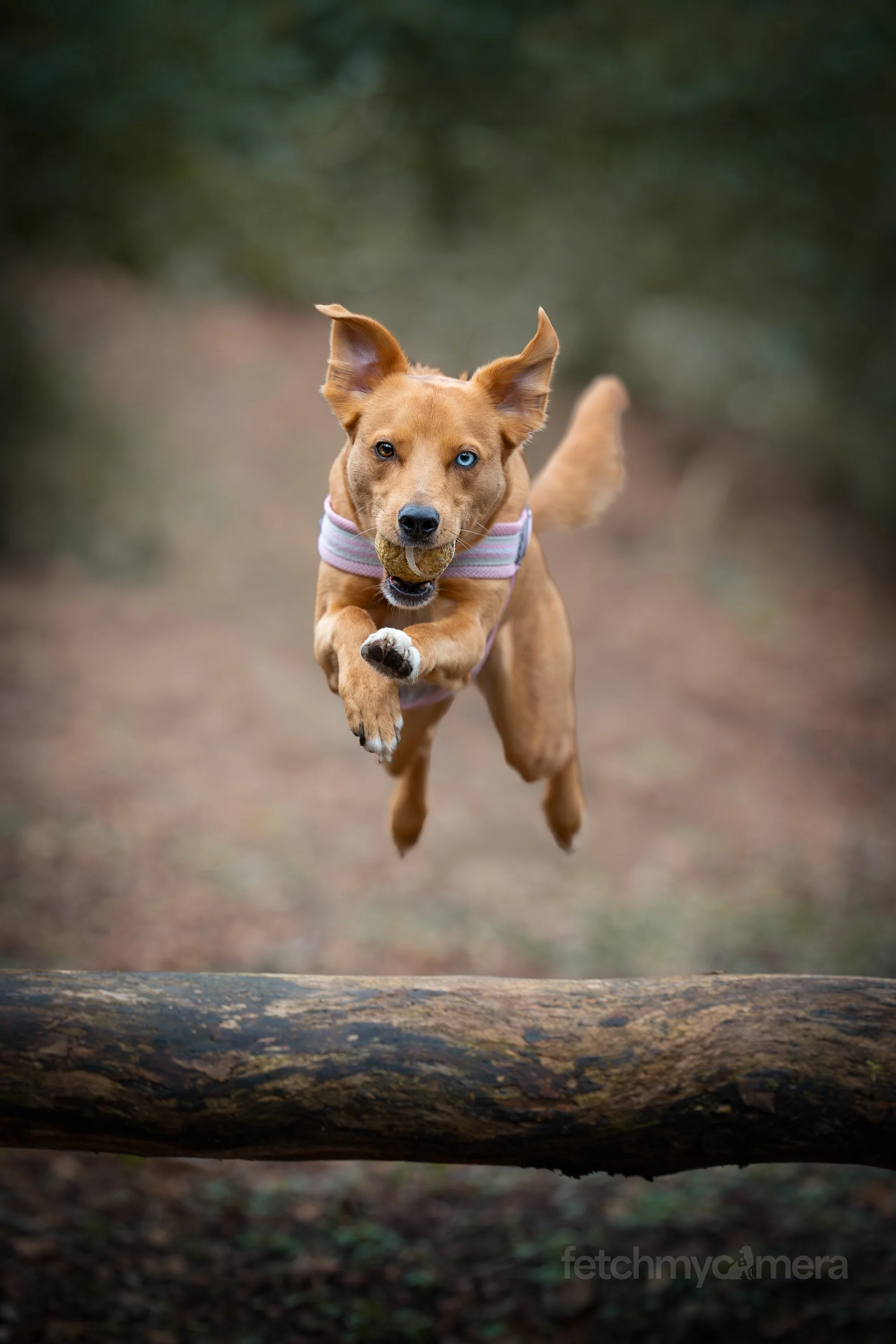 rescue dog jumping over log