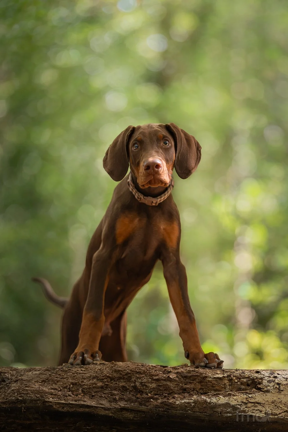 Brown Doberman puppy standing on log