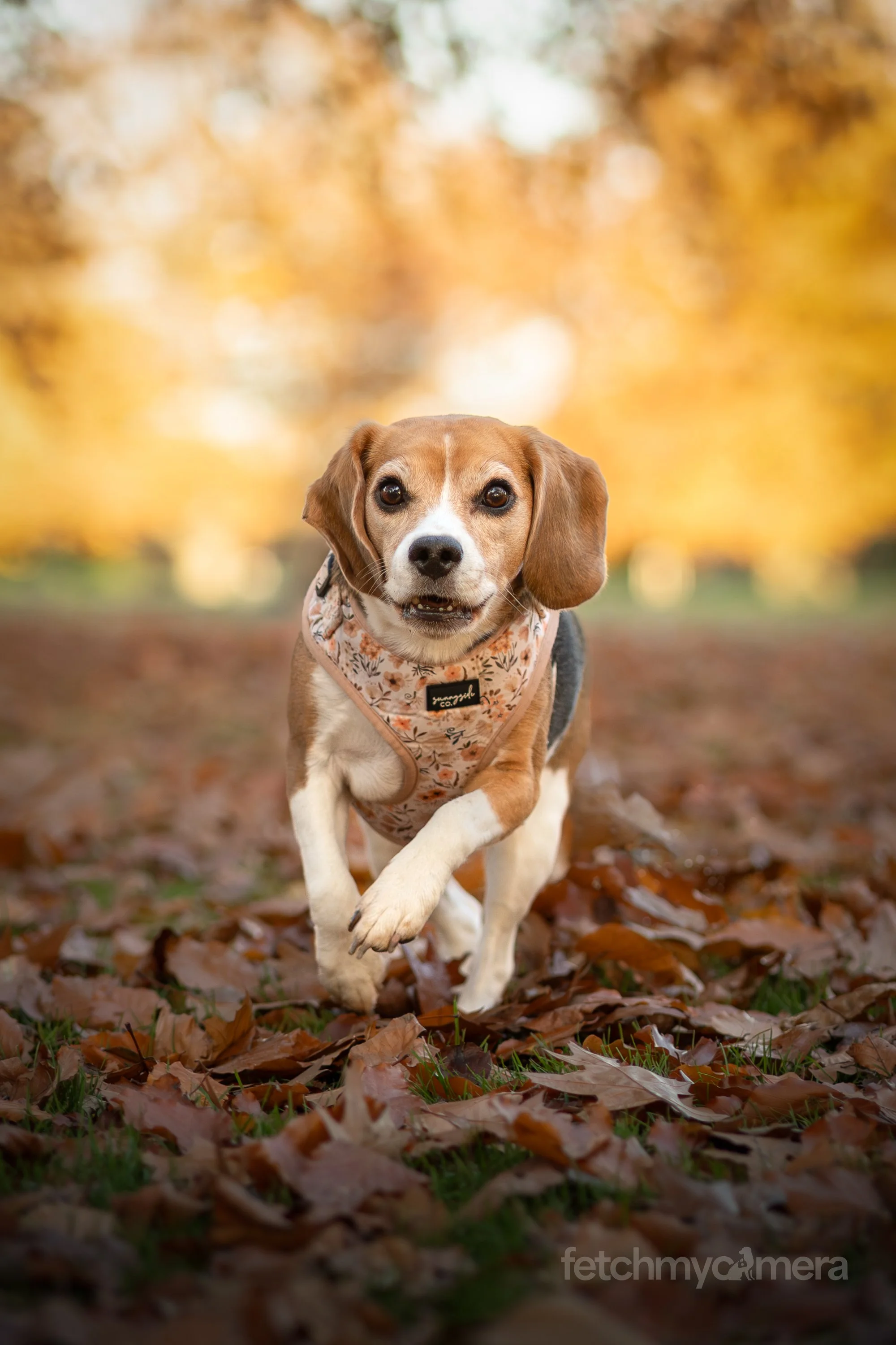 Kiko and Koko the Beagles